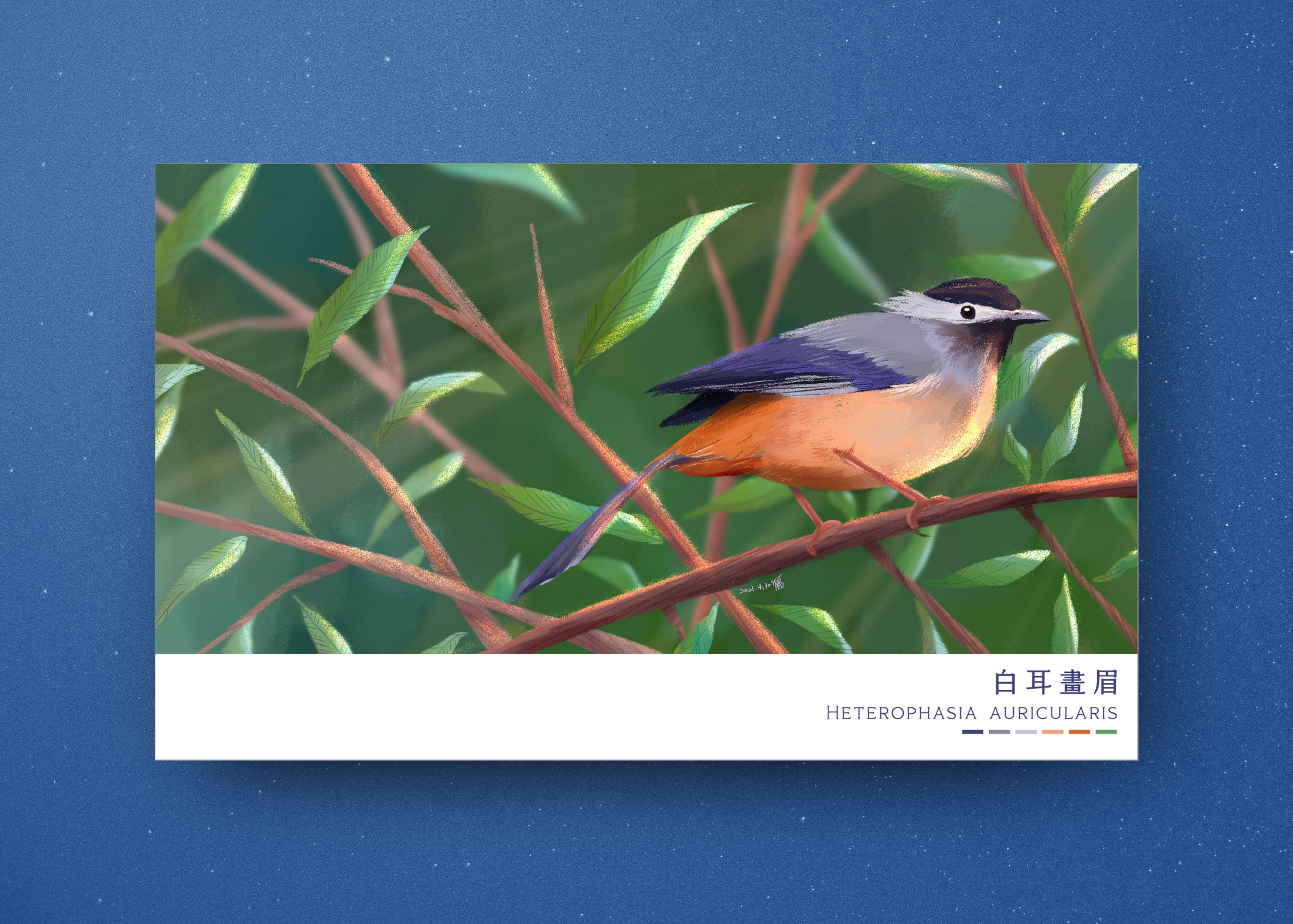 臺灣野鳥明信片【售完絕版】