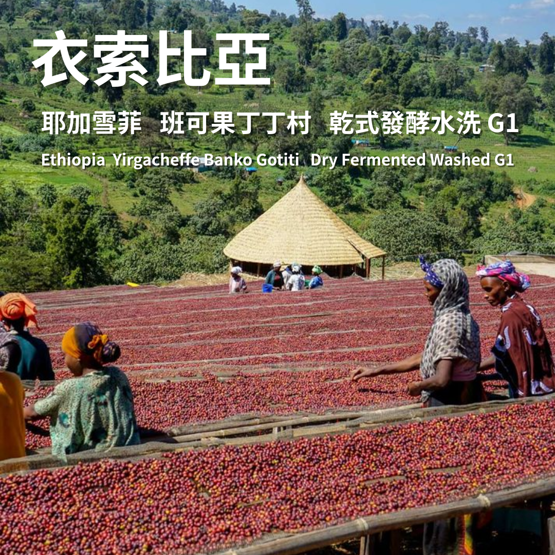 衣索比亞  耶加雪菲  班可果丁丁村 乾式發酵水洗 G1
