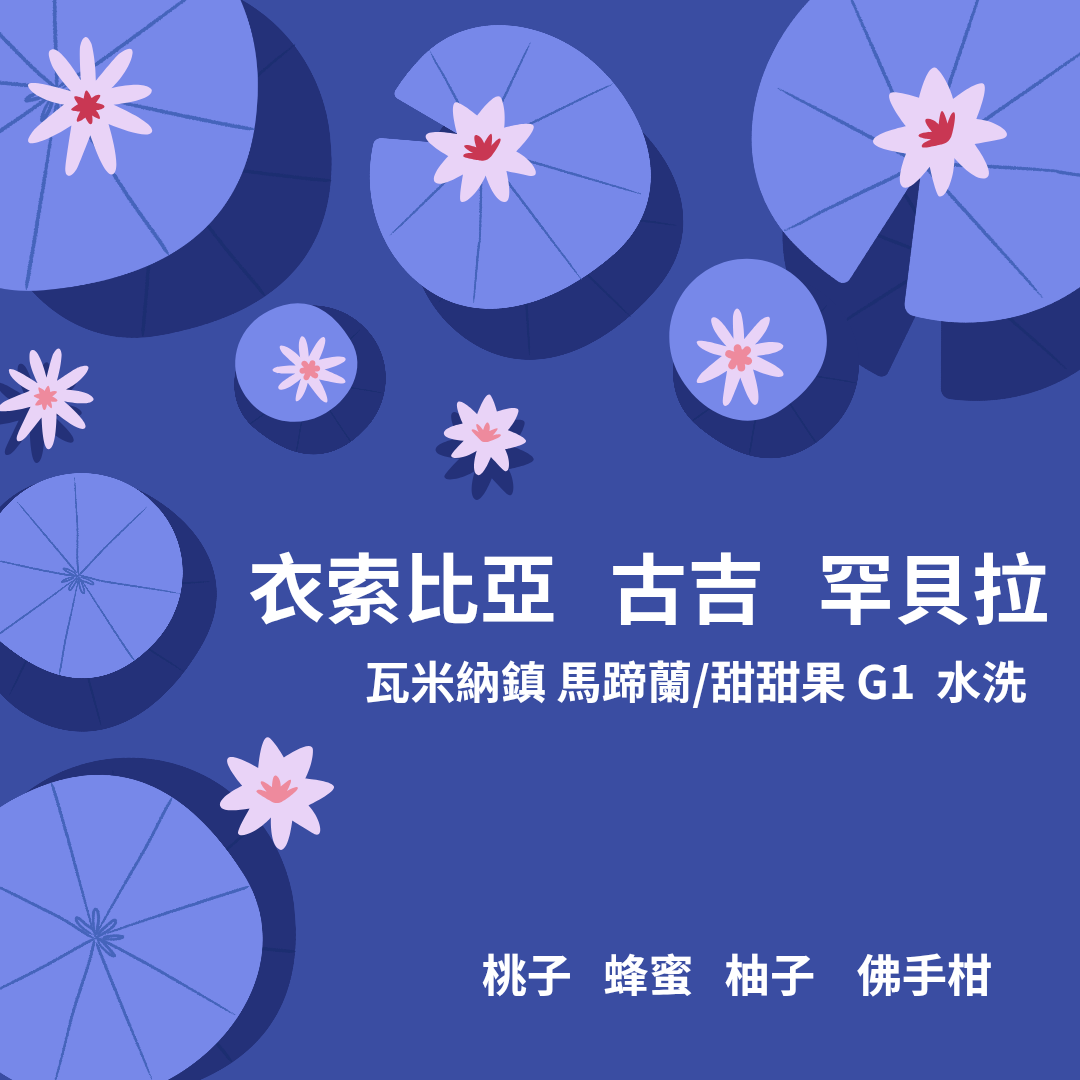 衣索比亞 古吉 罕貝拉 瓦米納鎮 馬蹄蘭/甜甜果 G1 水洗