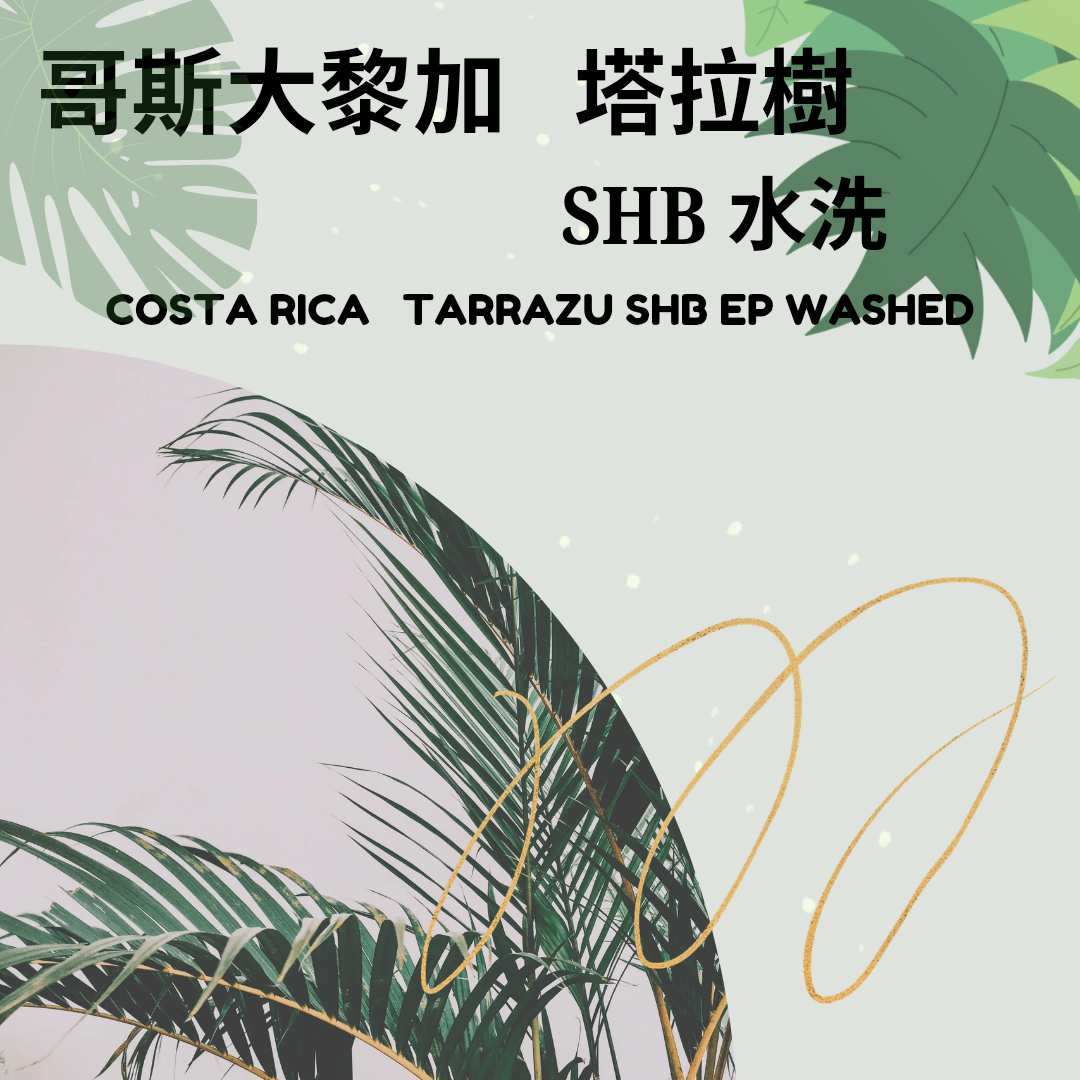 哥斯大黎加 塔拉樹 SHB水洗 /中焙