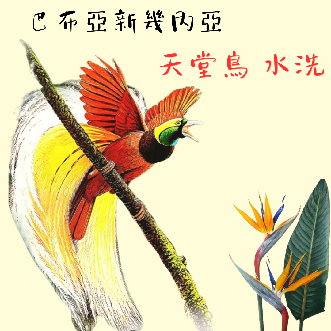巴布亞新幾內亞 天堂鳥 水洗/中焙