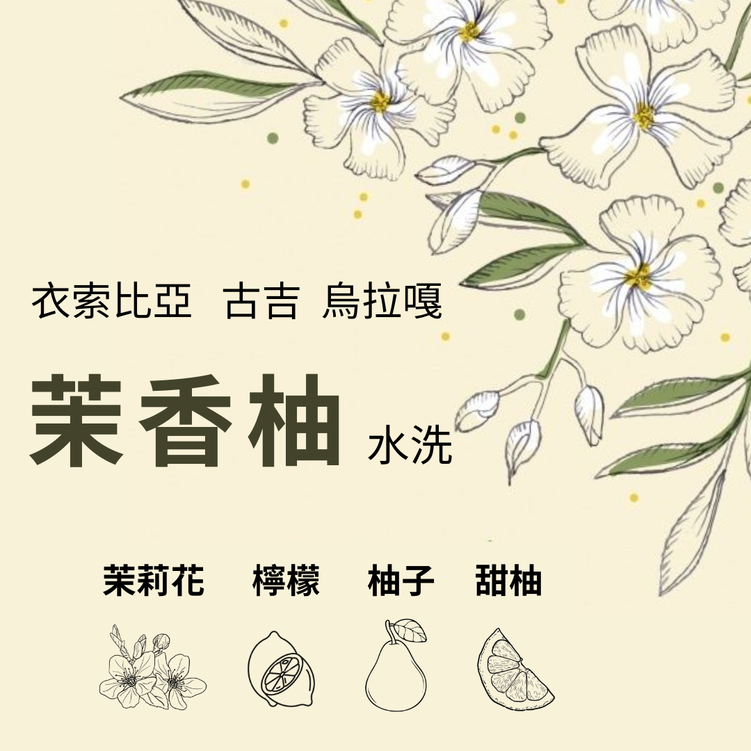 衣索比亞 古吉 烏拉嘎 茉香柚 水洗