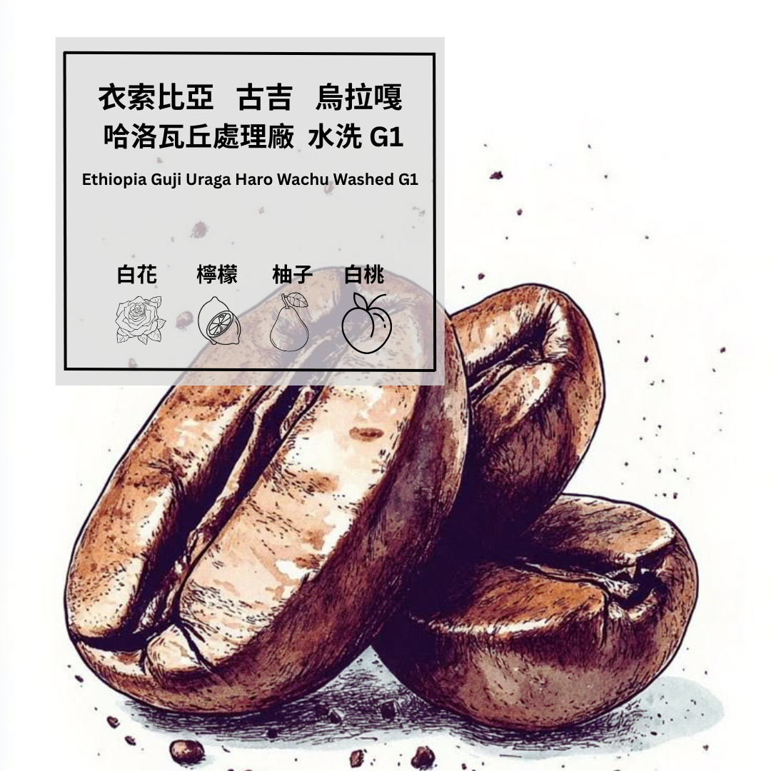 衣索比亞 古吉 烏拉嘎  哈洛瓦丘處理廠 水洗 G1