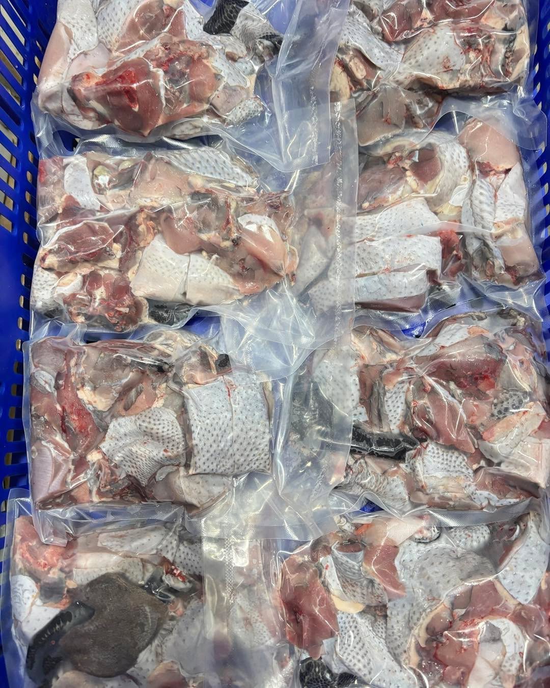黑皮黑肉咕咕雞