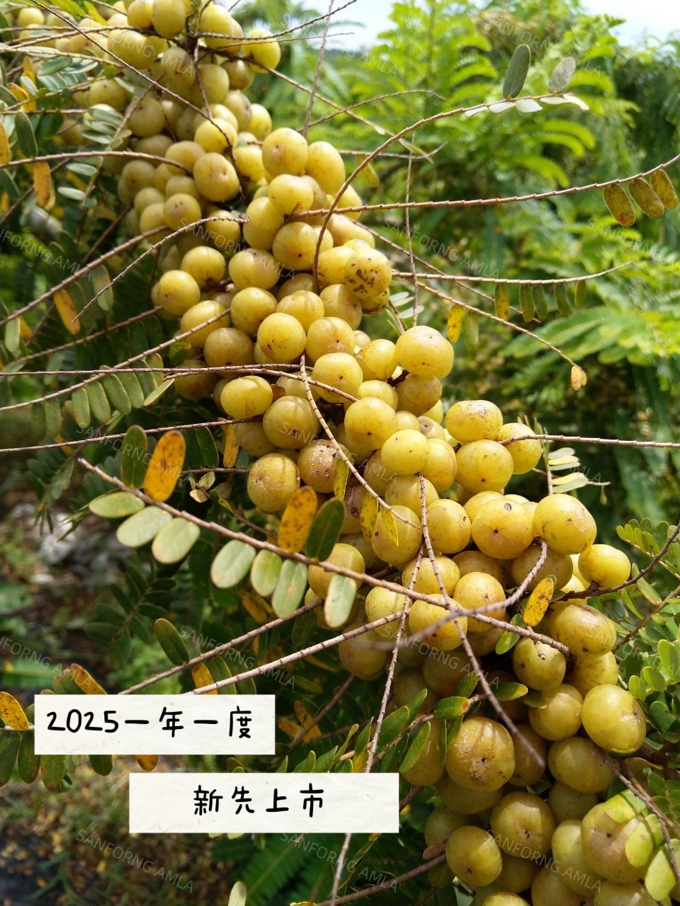 台灣 自產 自銷 小農 油甘果只能一箱5斤（3公斤）計