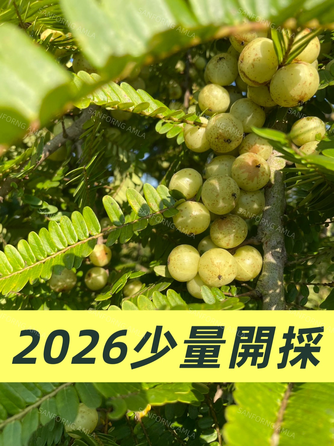油甘果  只能一箱5斤（3公斤）或 8斤