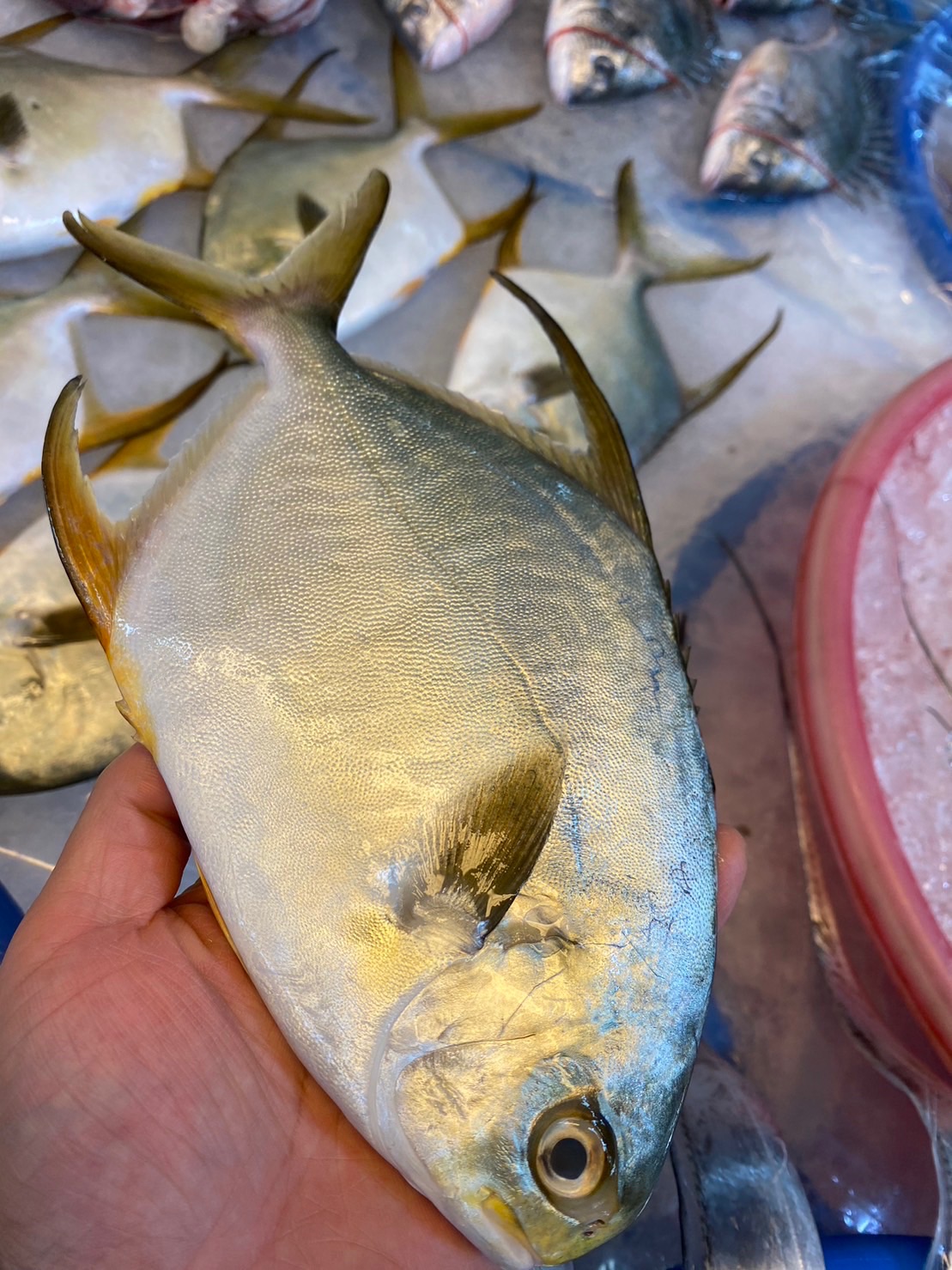 金鯧魚