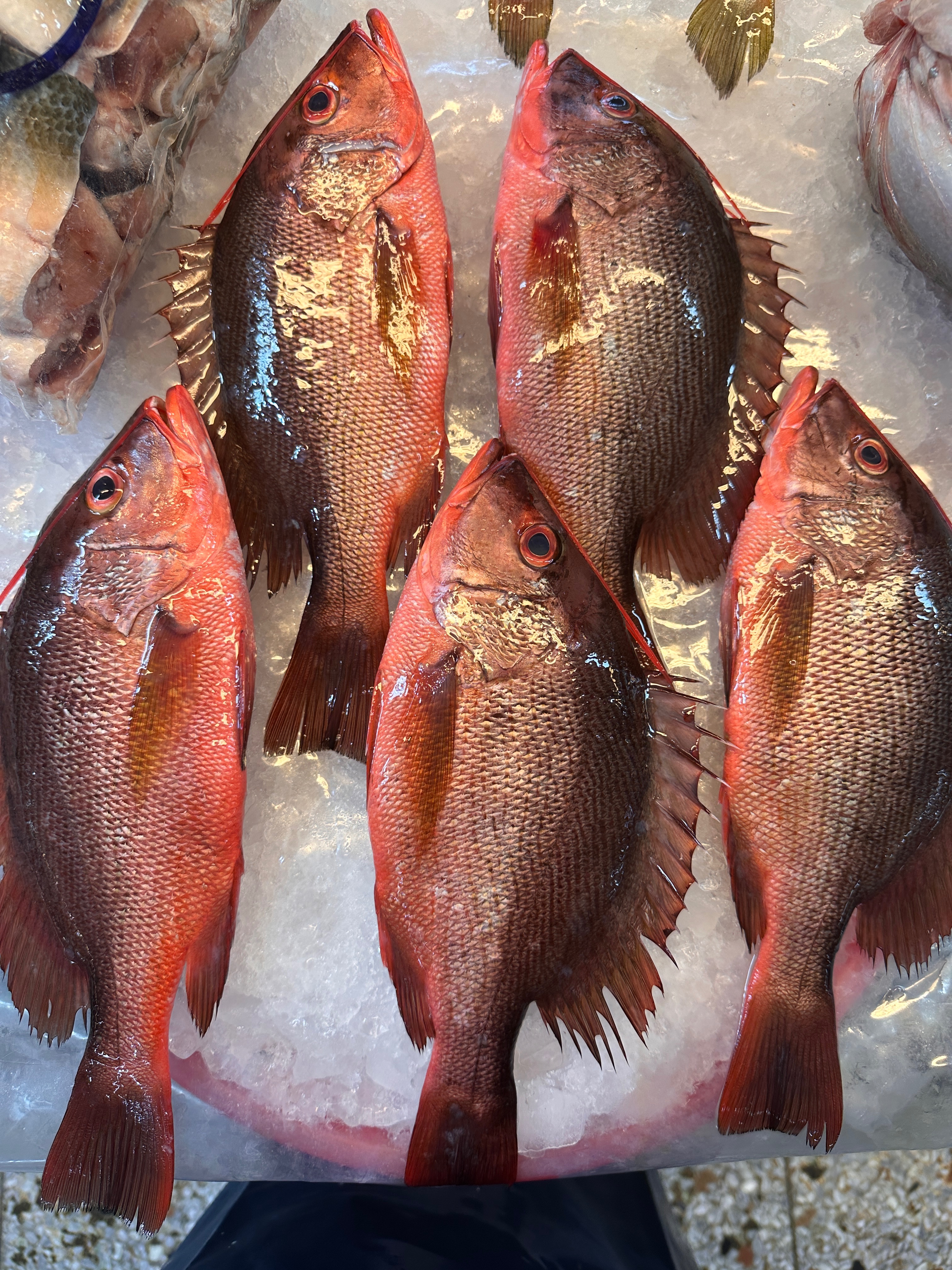 紅赤筆魚 🉑清蒸