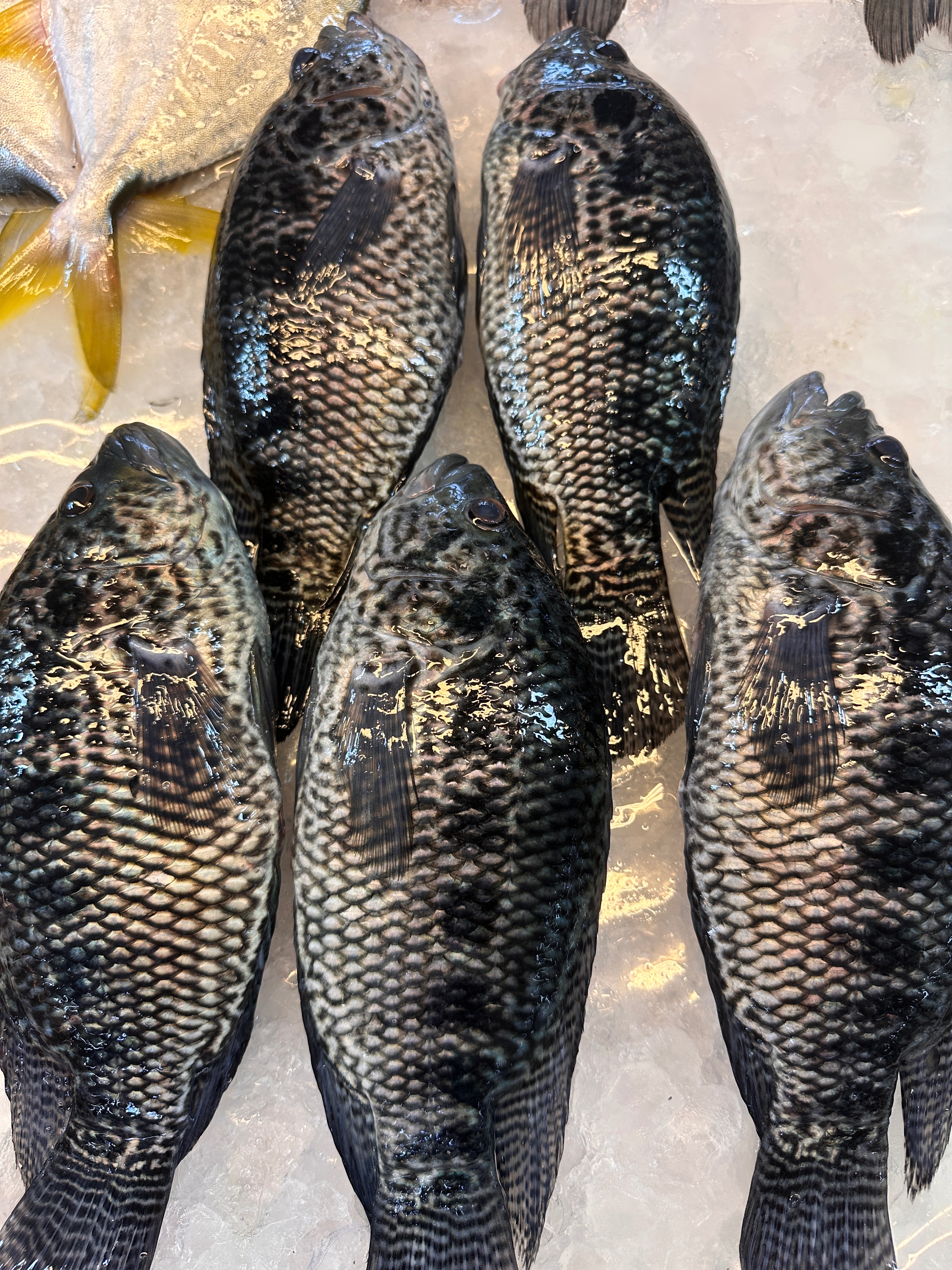 肉質細膩の珍珠石斑