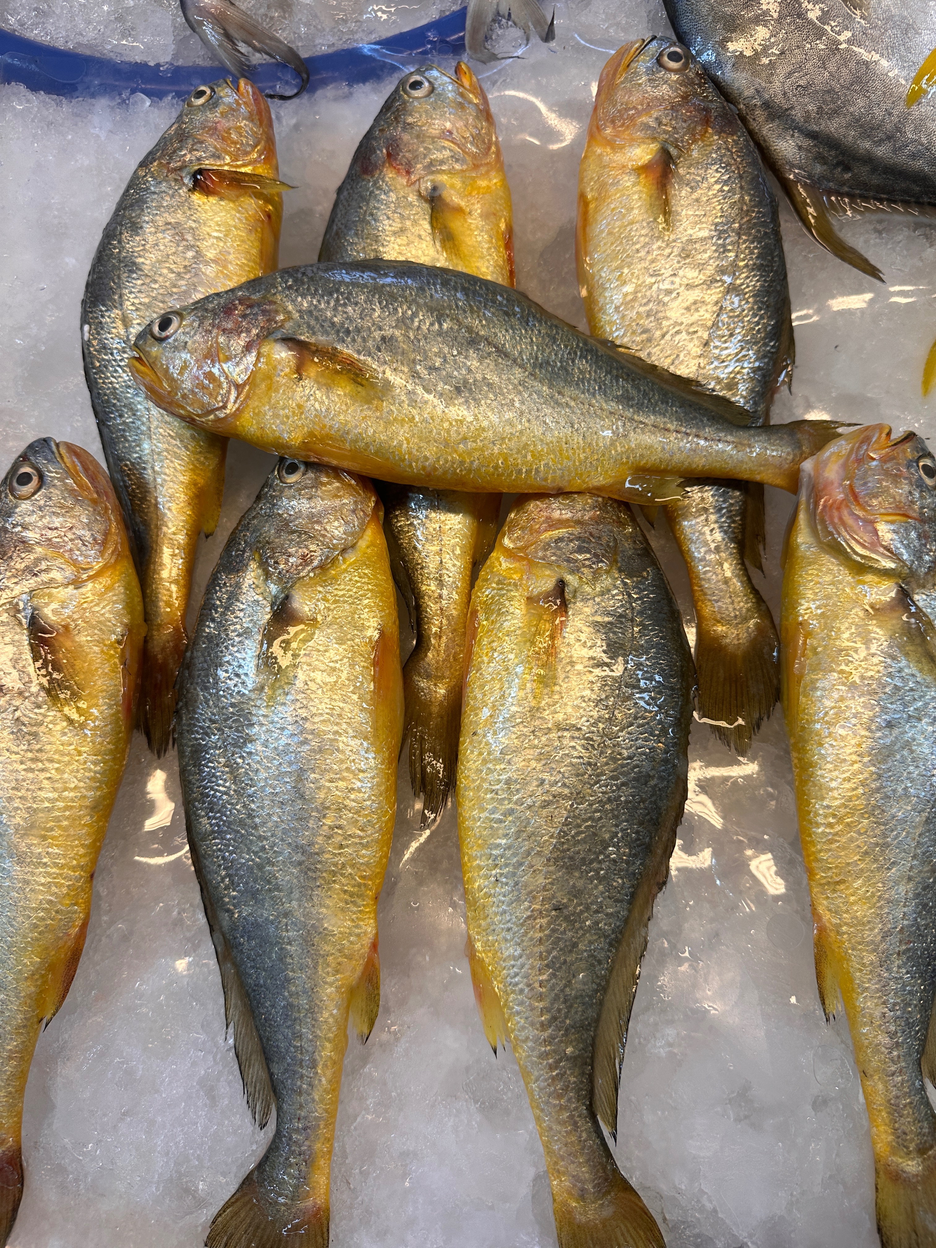 乾煎超讚の黃魚🐟