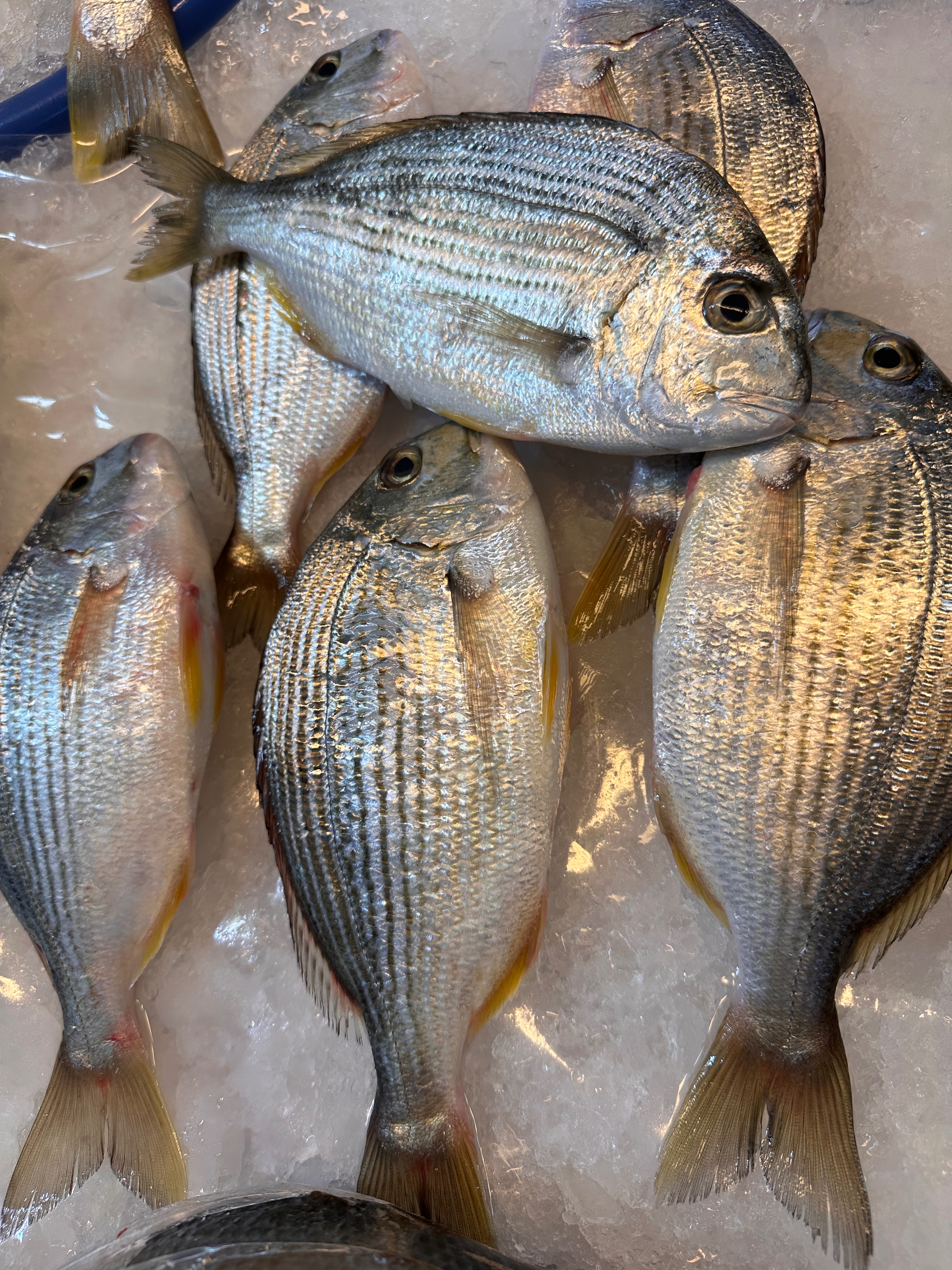 班頭魚