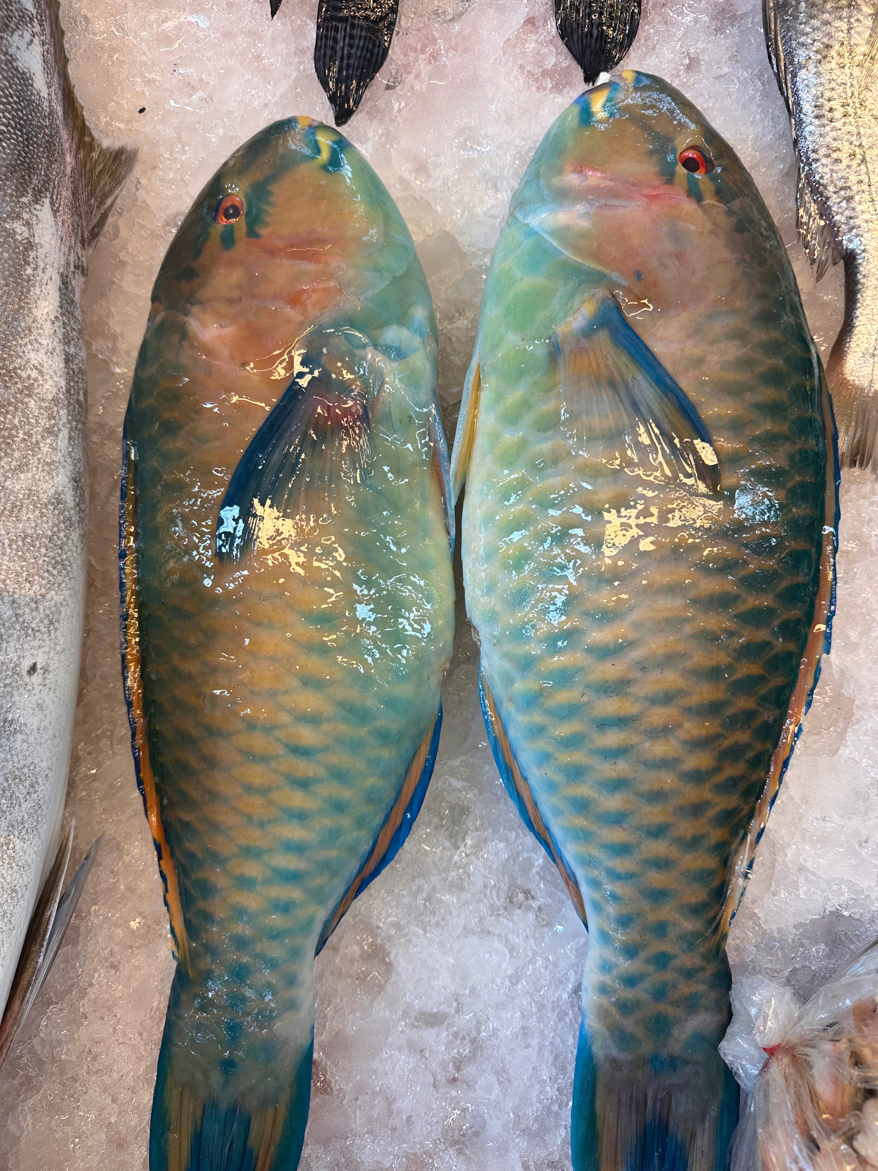 鸚哥魚