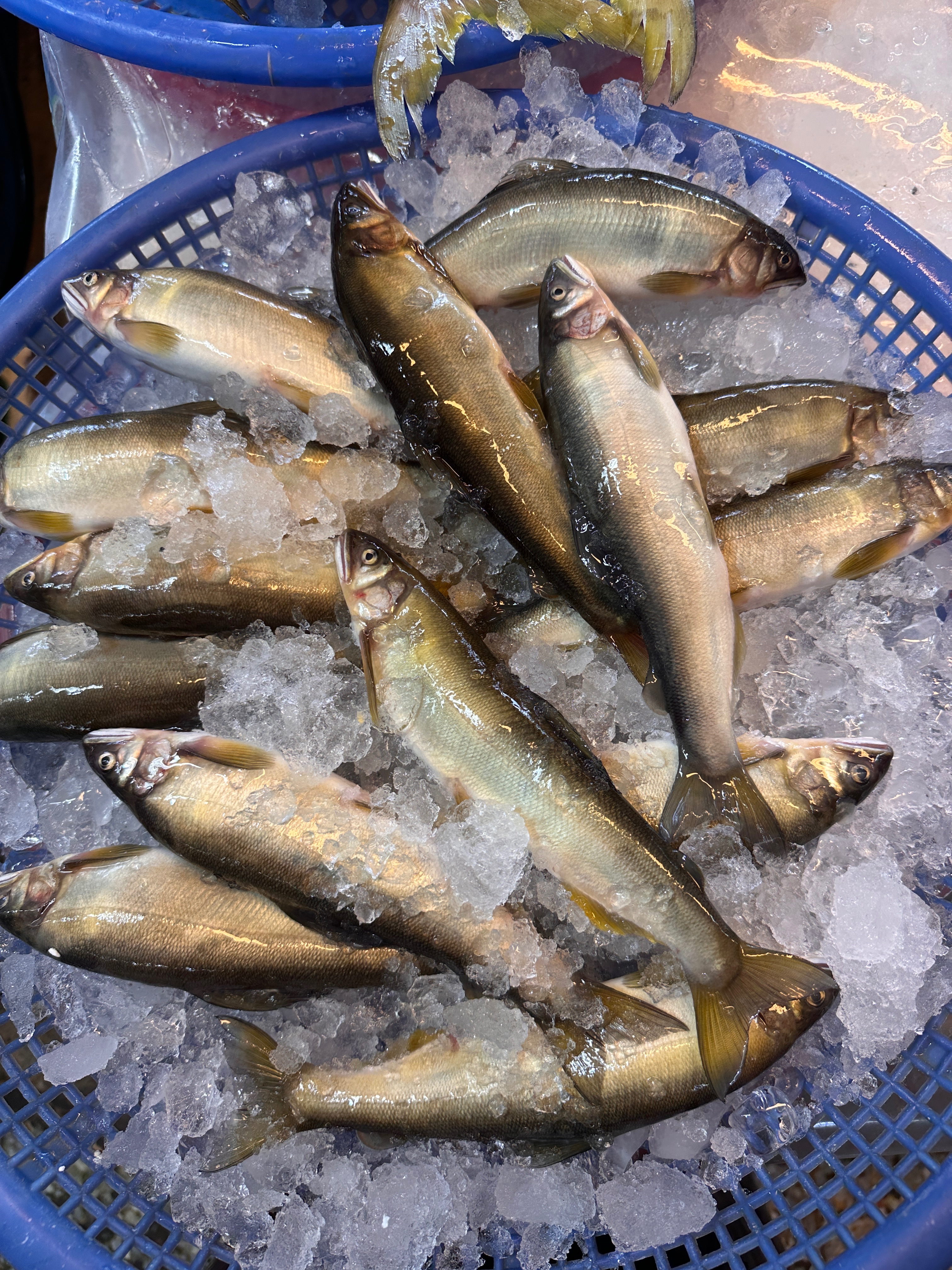 有蛋蛋の母香魚😍