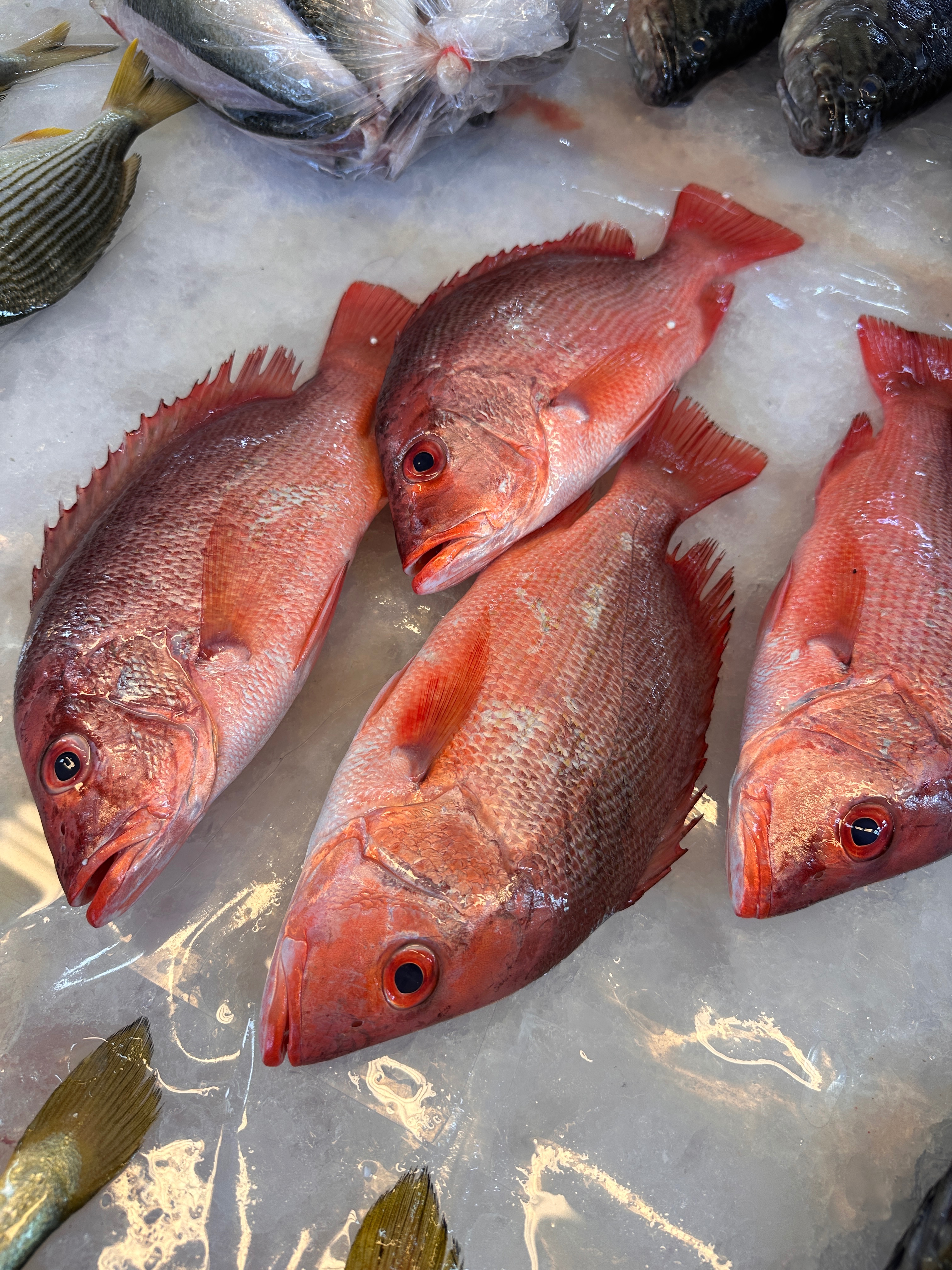清蒸乾煎都好吃の紅赤筆魚