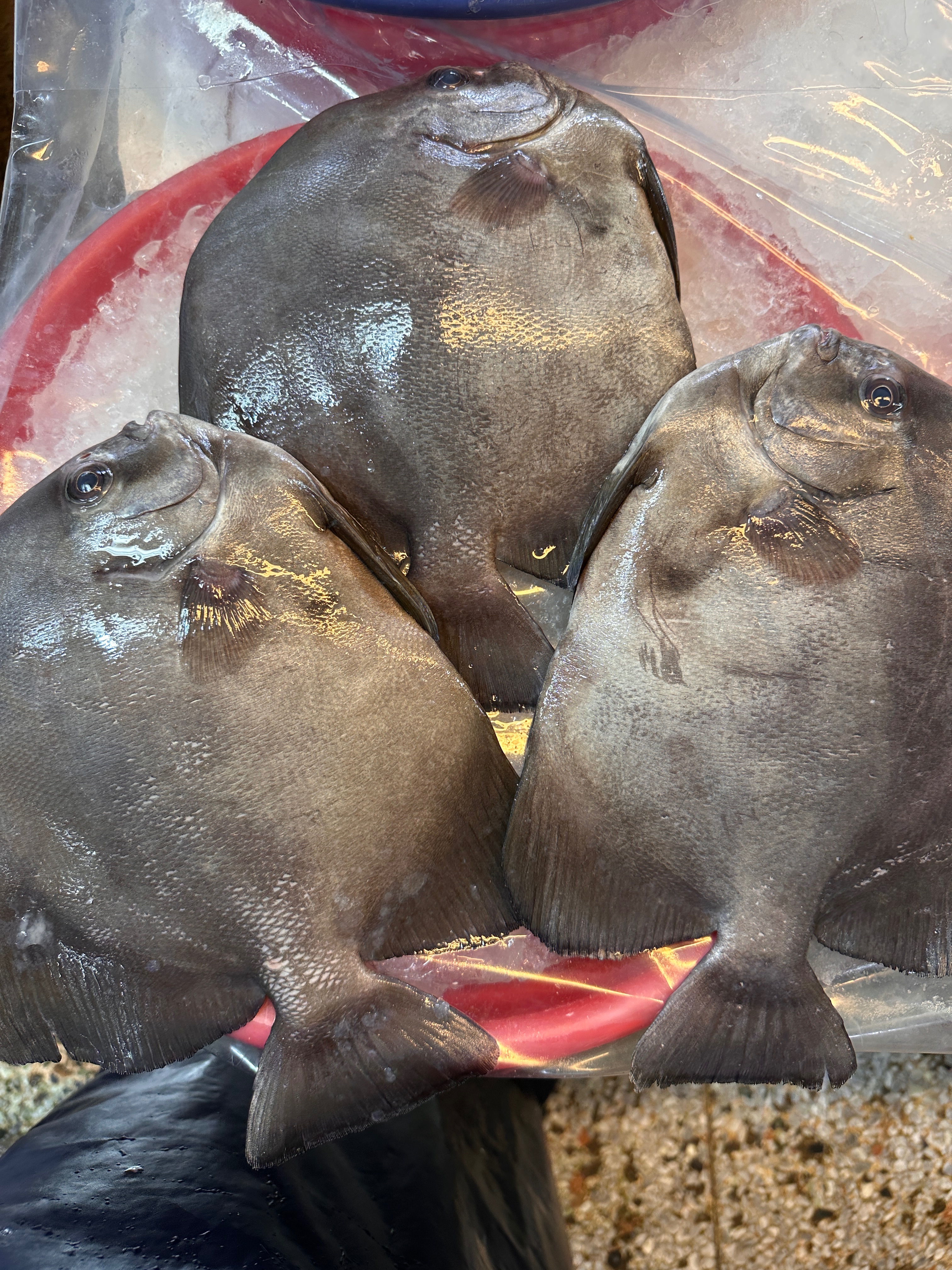 蝴蝶魚/富貴魚 乾煎紅燒超好吃