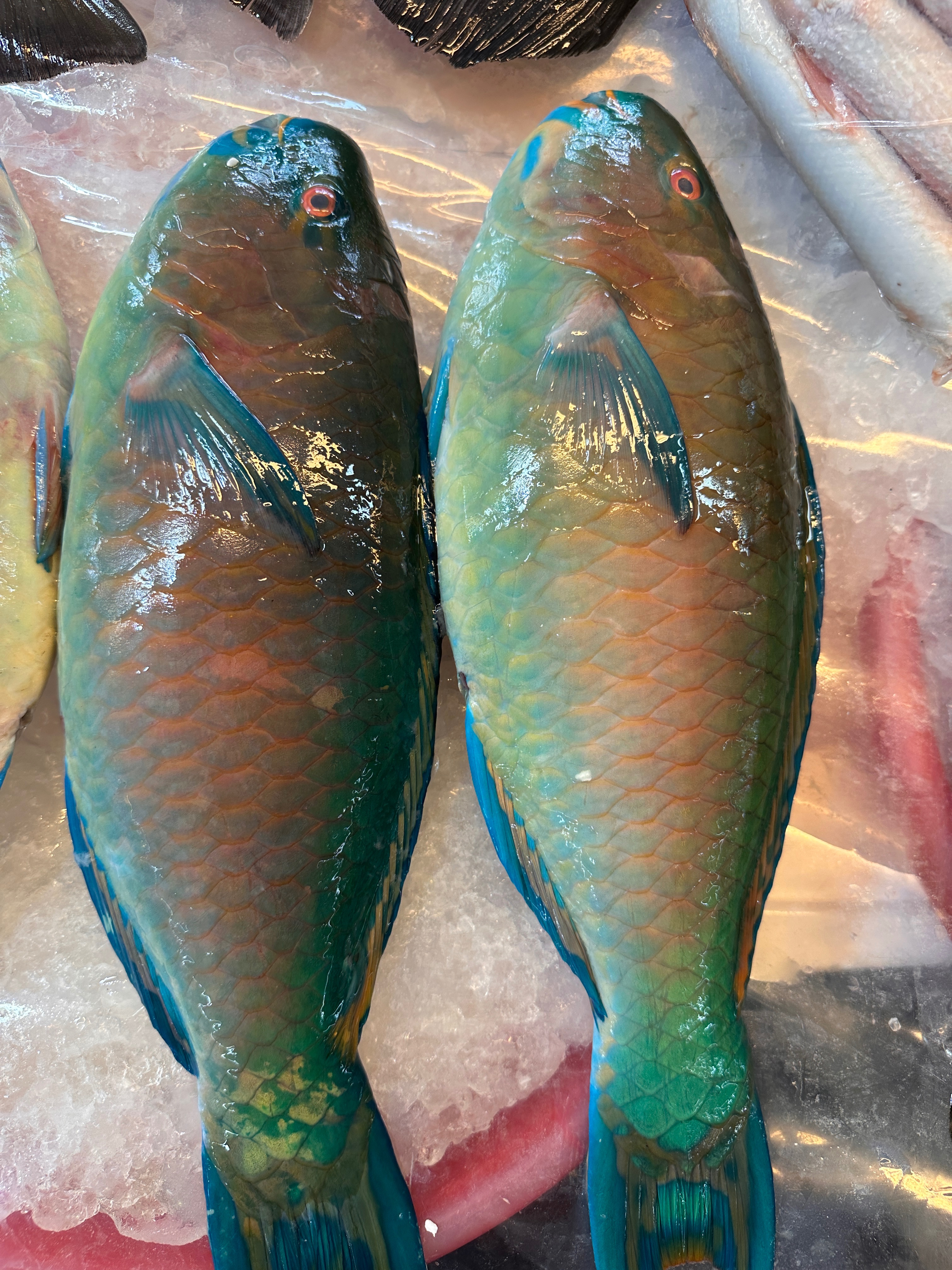 野生 鸚哥魚