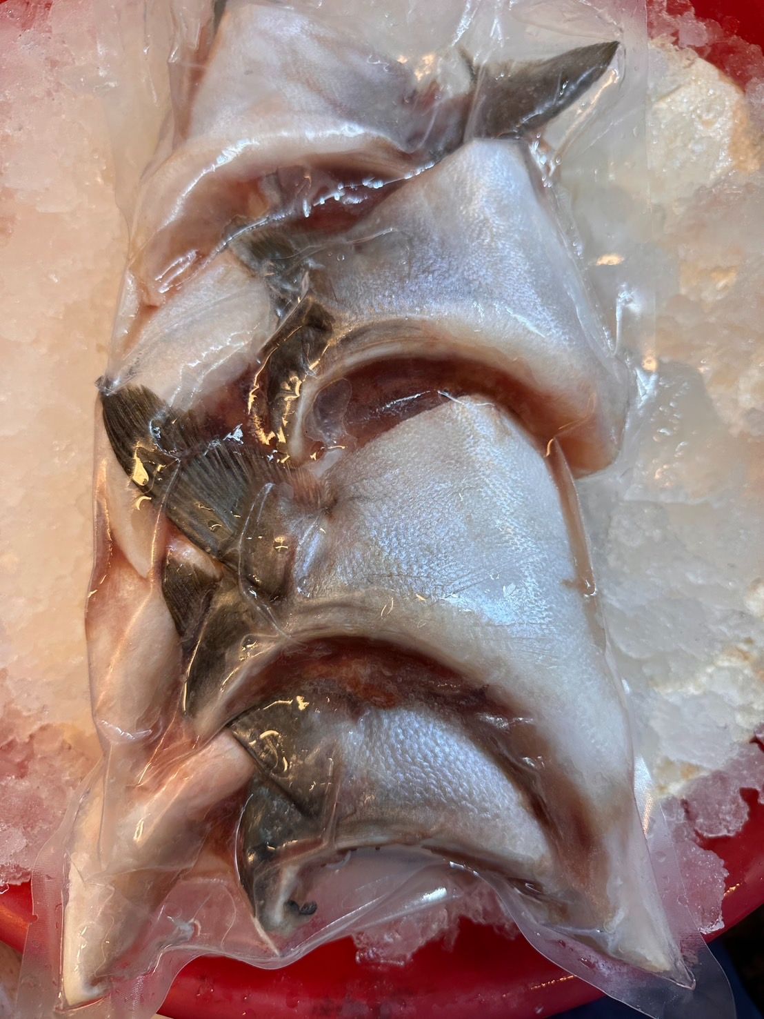 日本養殖青甘下巴