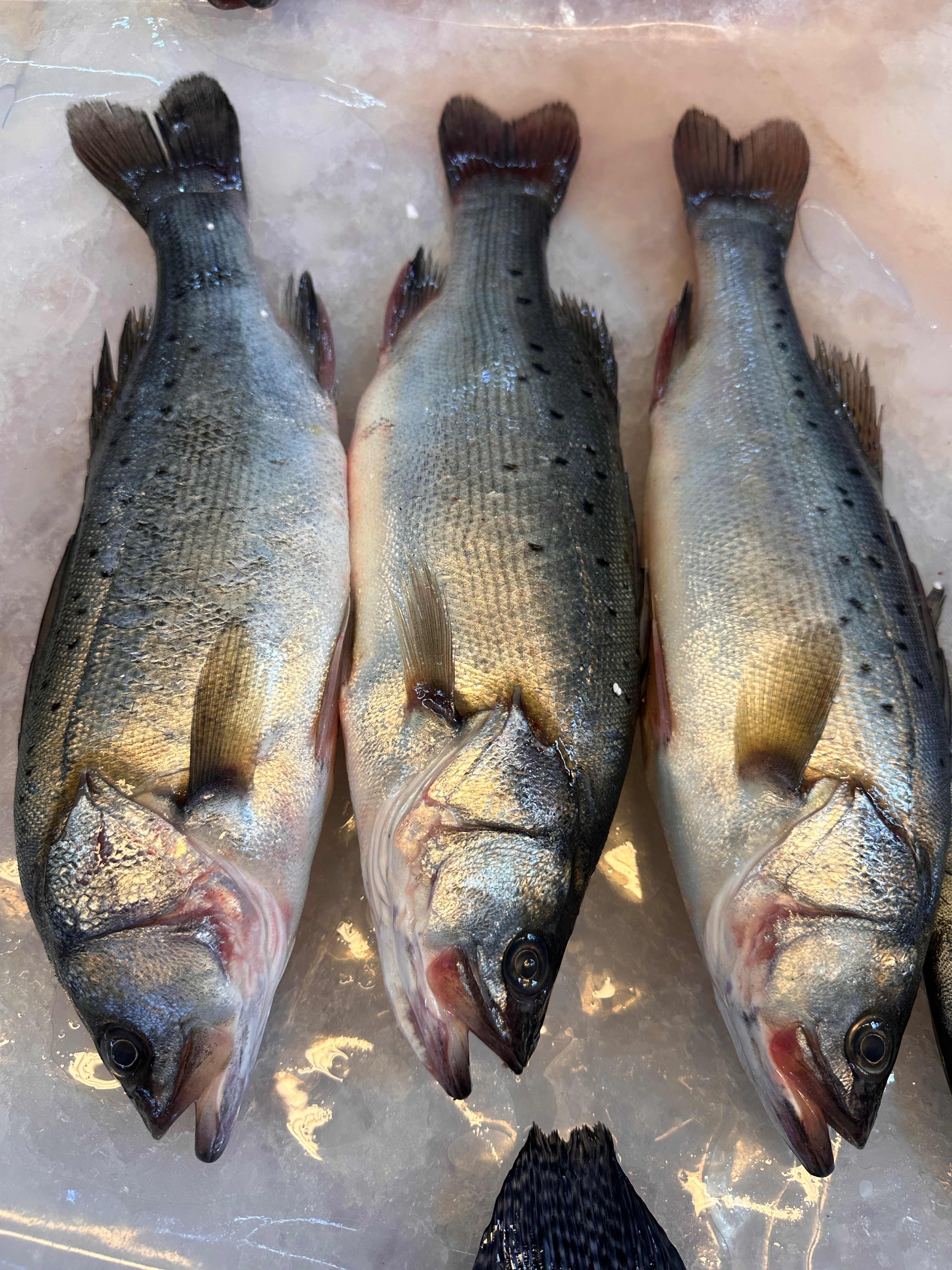 適合煮湯の七星鱸魚
