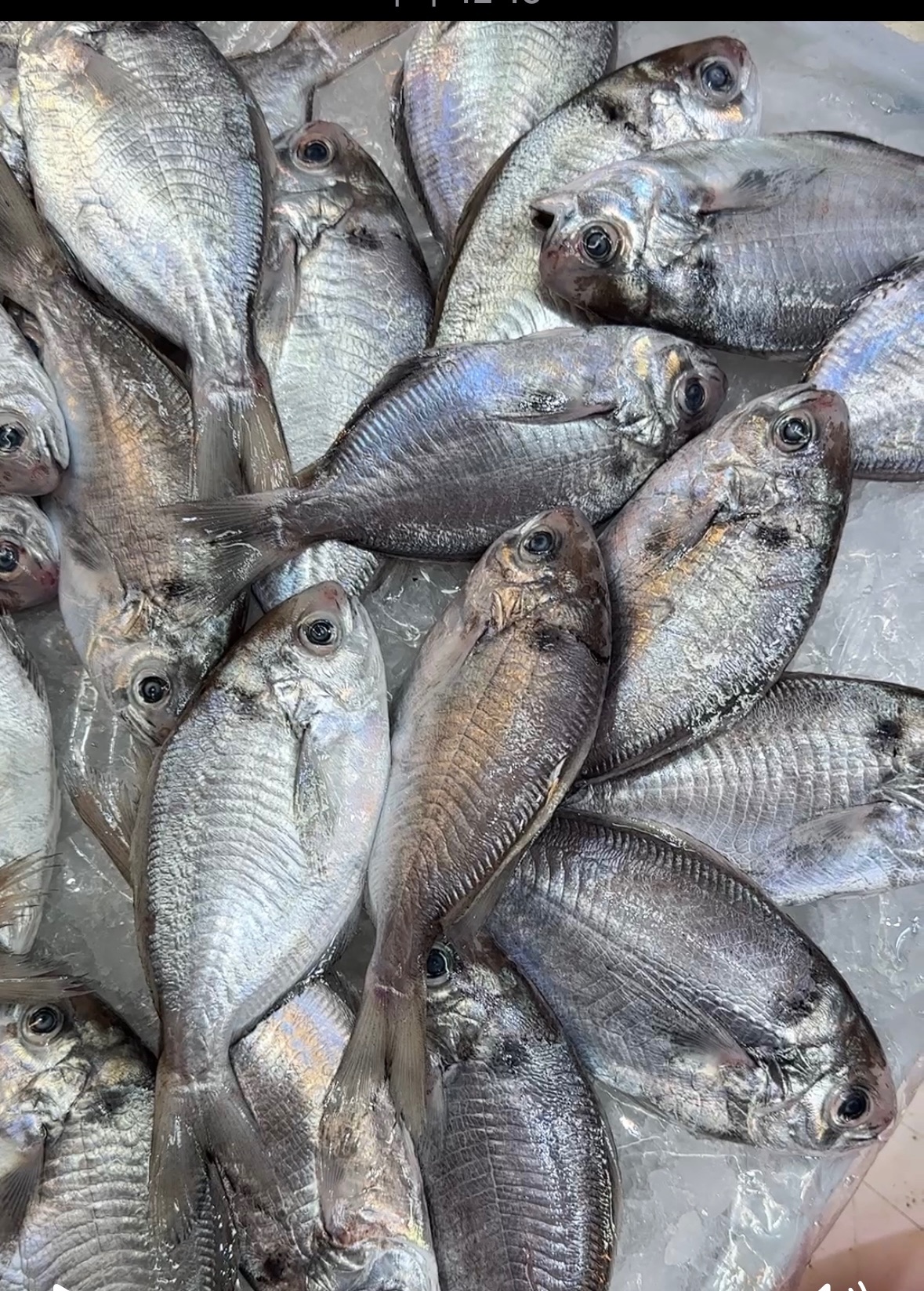 現撈超好吃肉魚