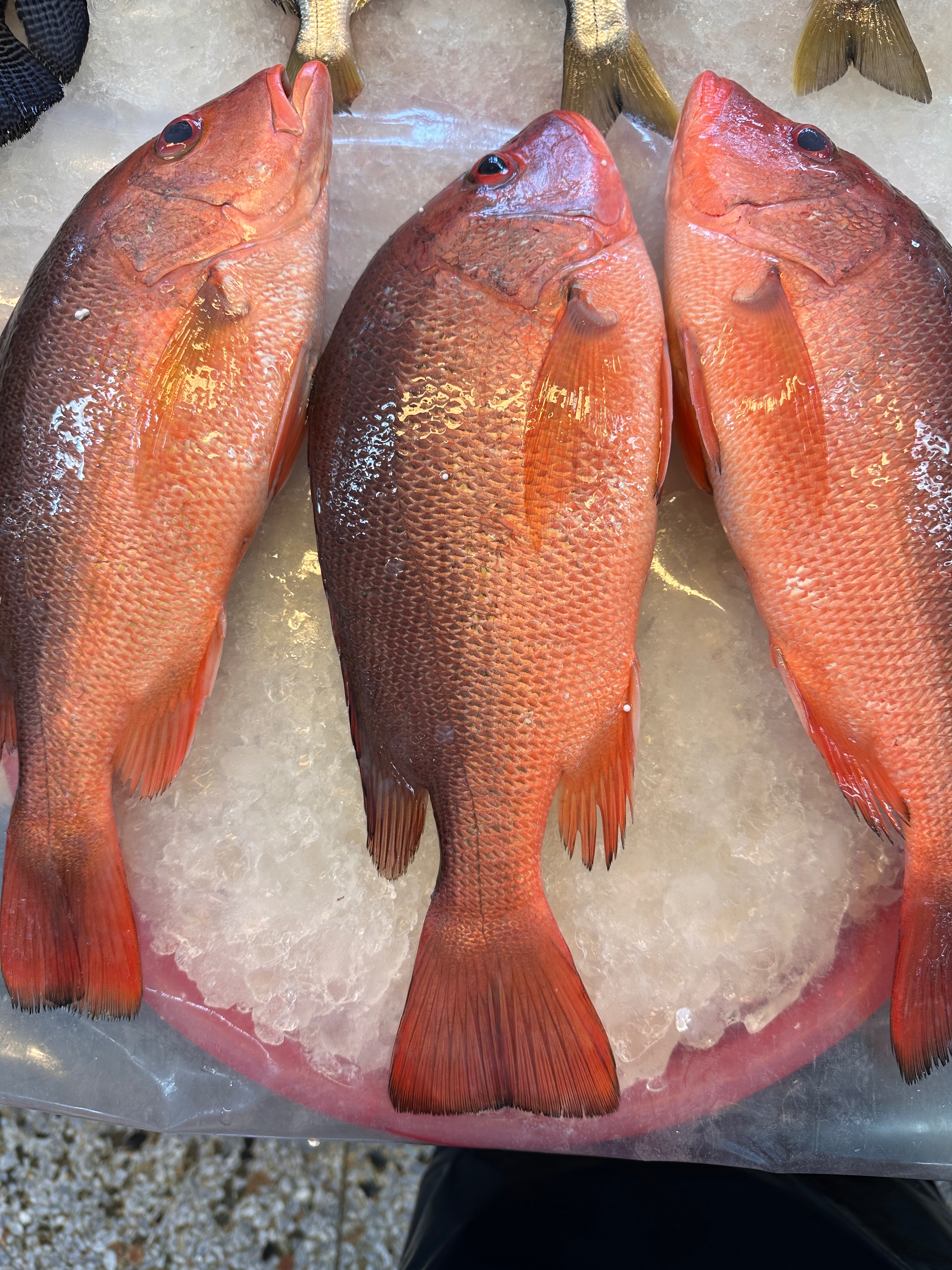 清蒸乾煎都好吃の紅赤筆魚