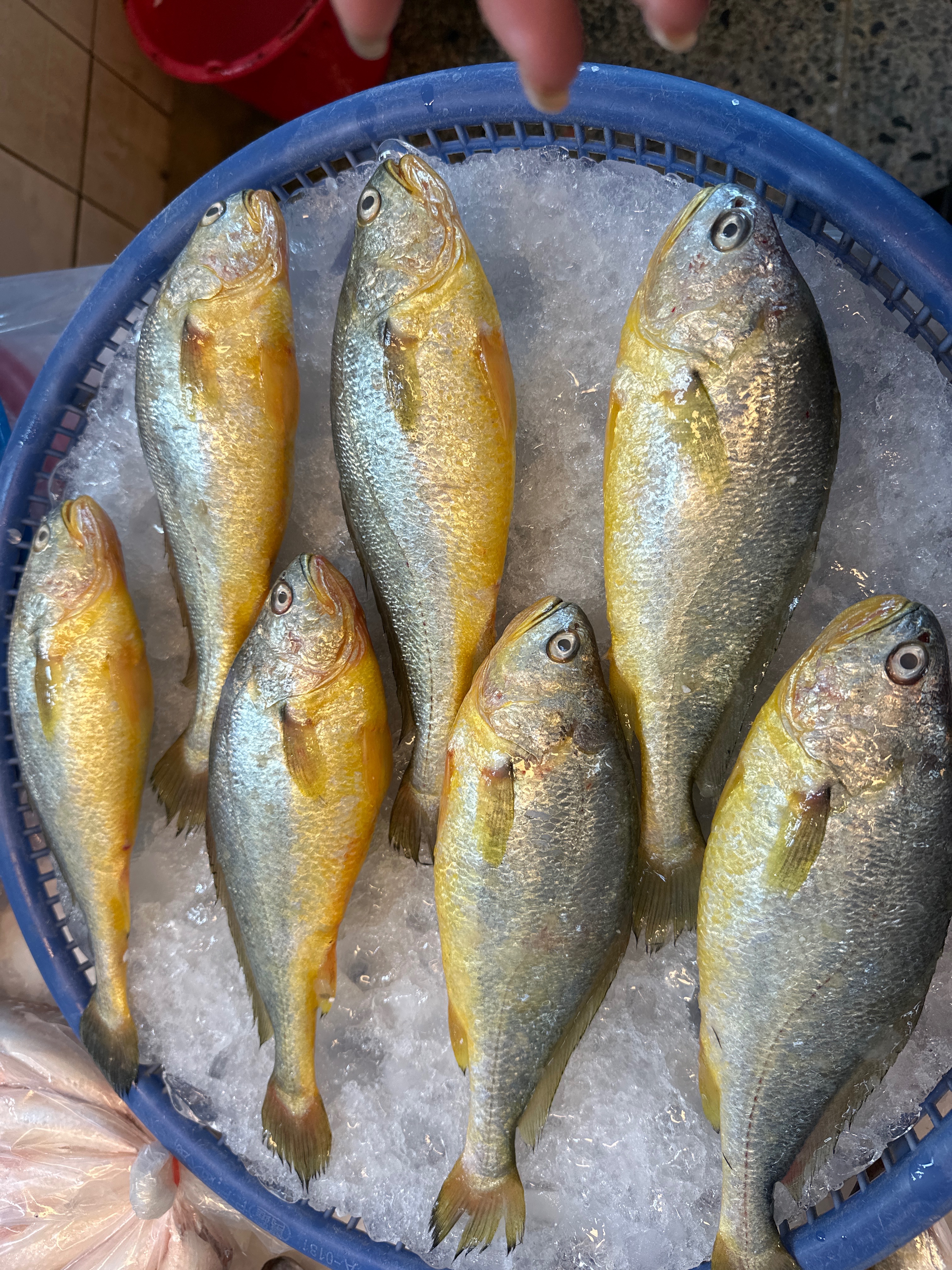 小黃魚