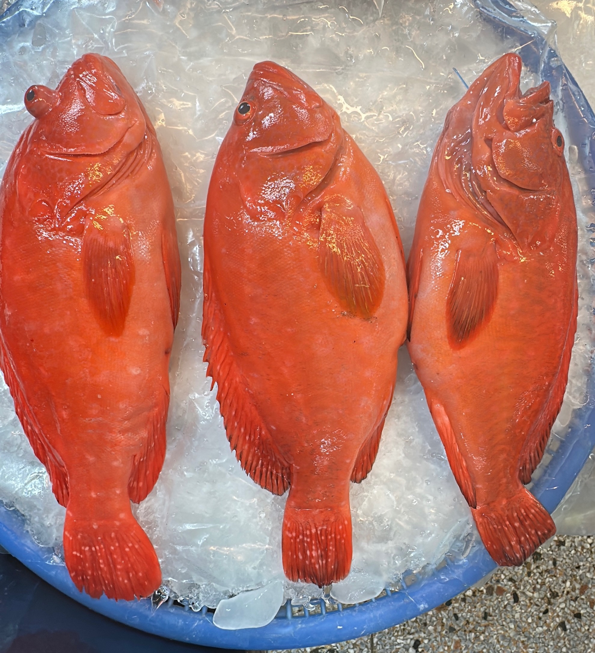 野生 釣の紅石斑