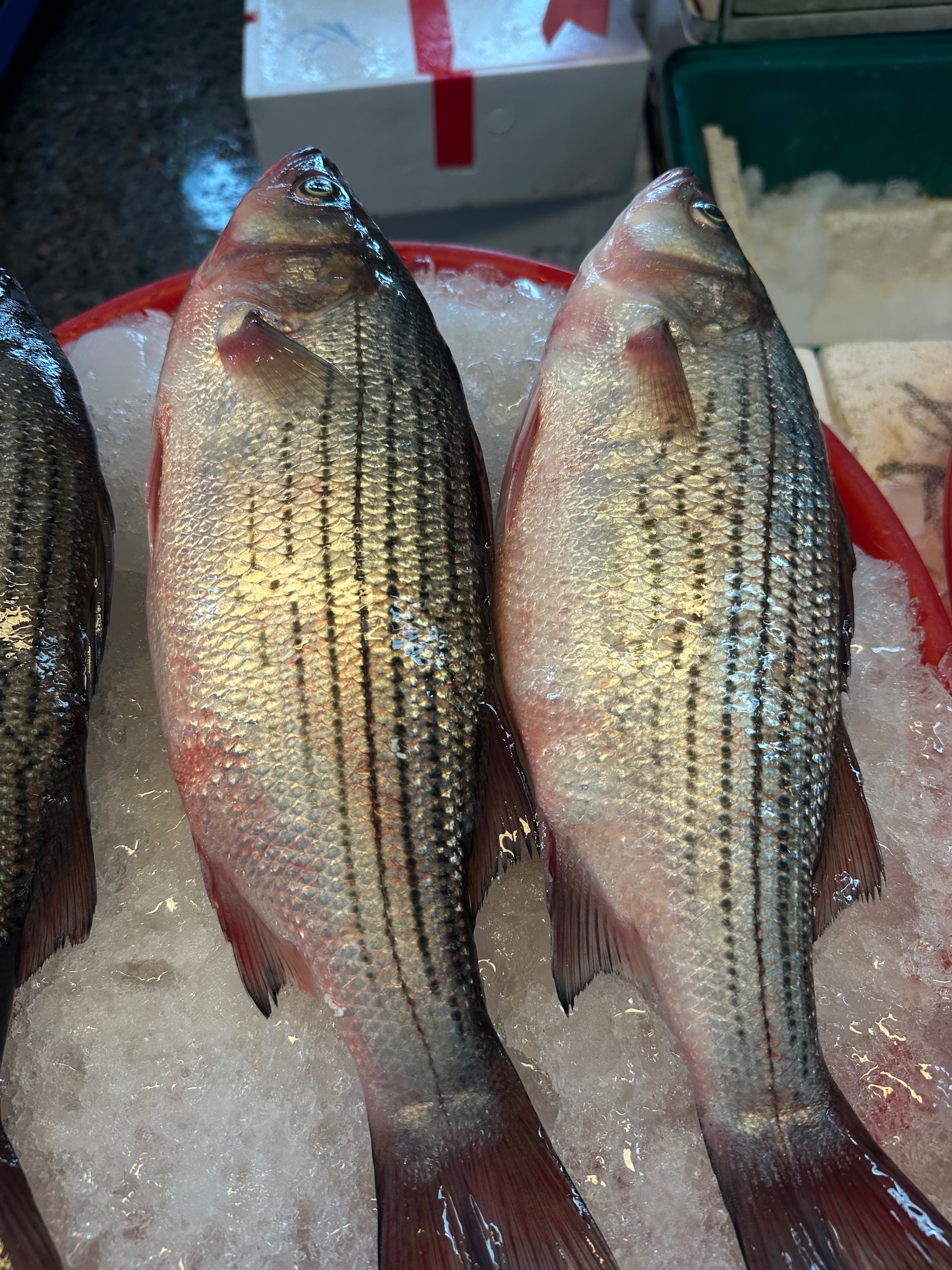 銀花鱸魚（肉質細嫩