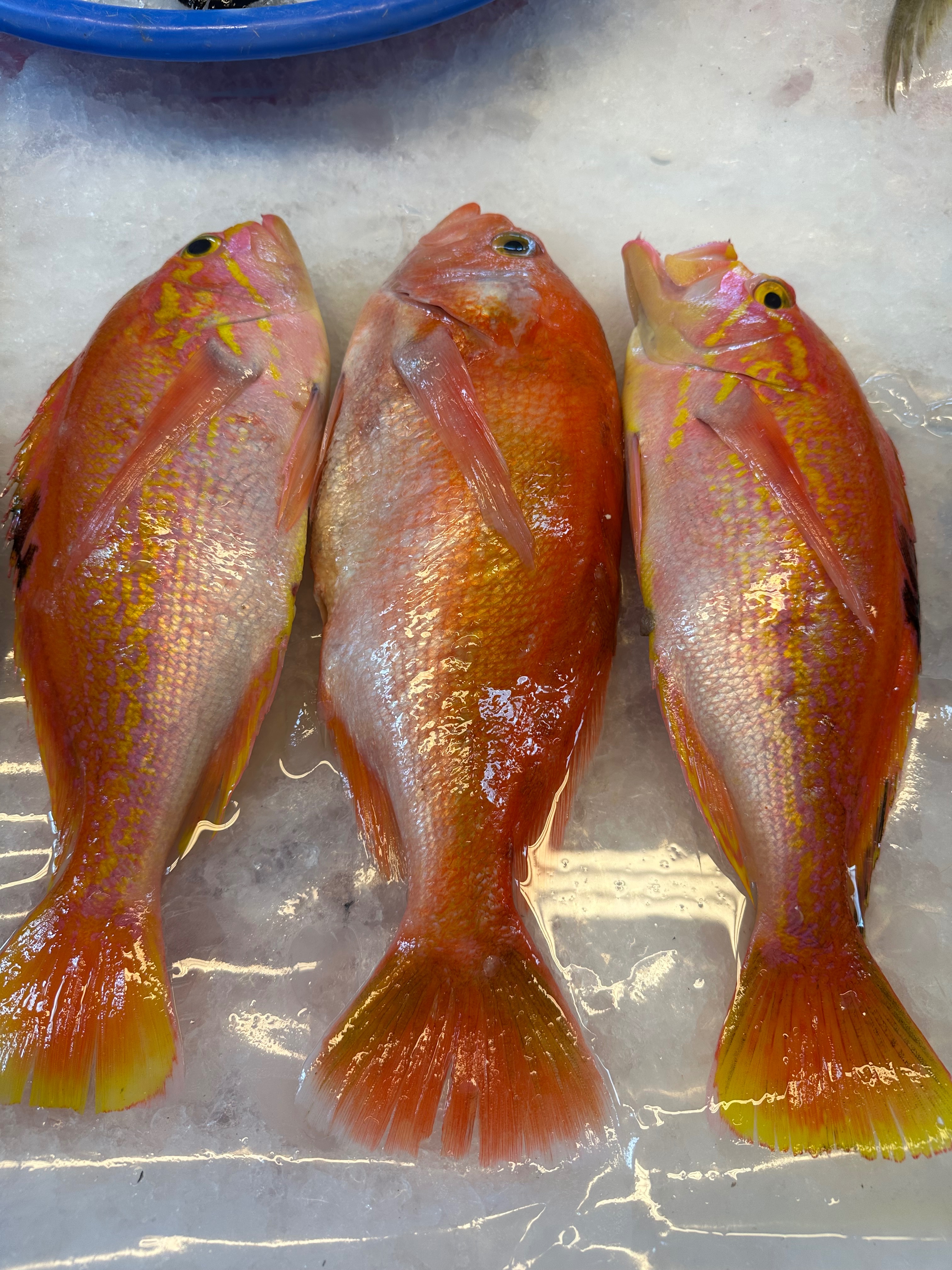 野生西施/花鱸魚