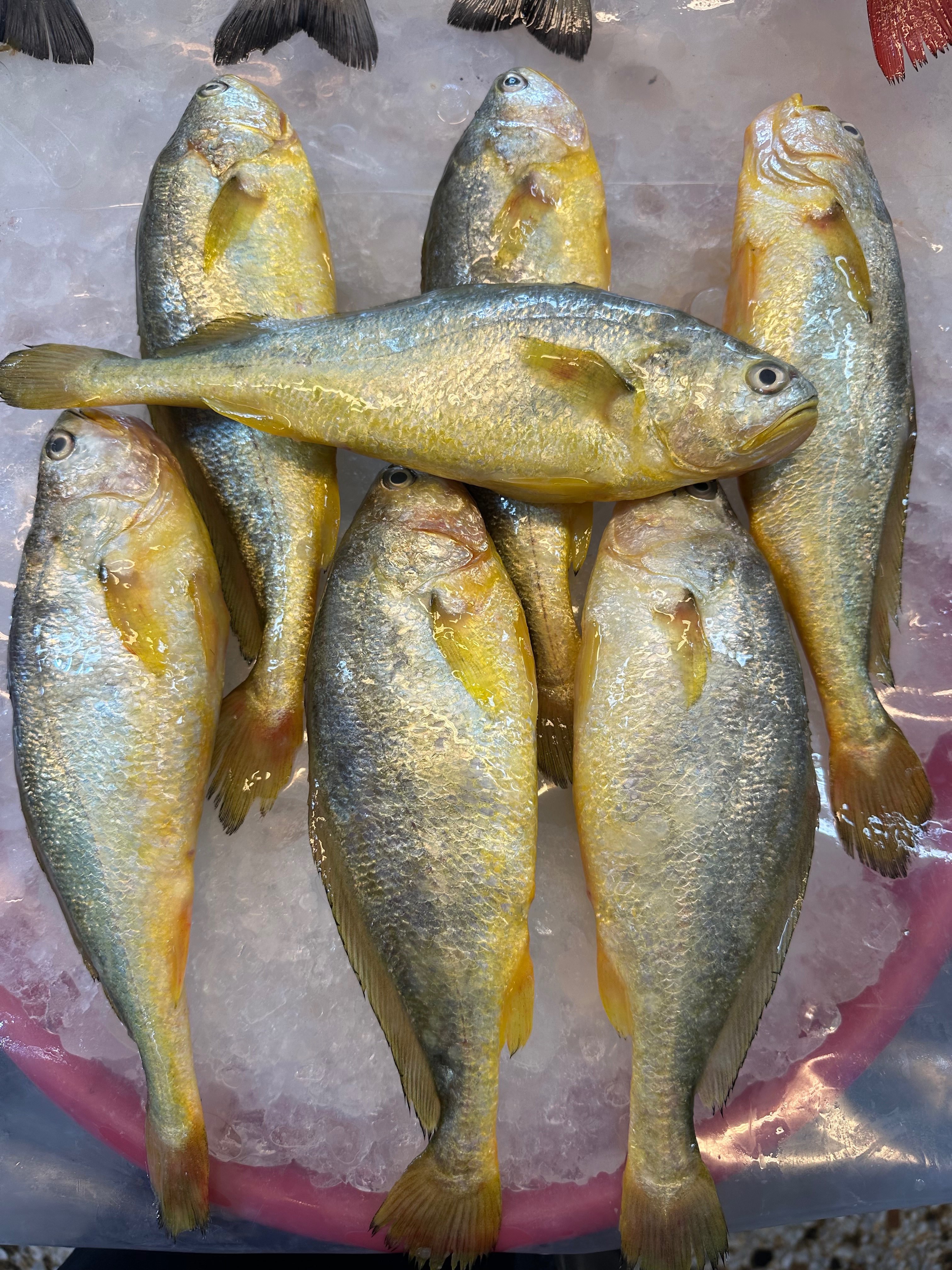 乾煎超好吃的黃魚