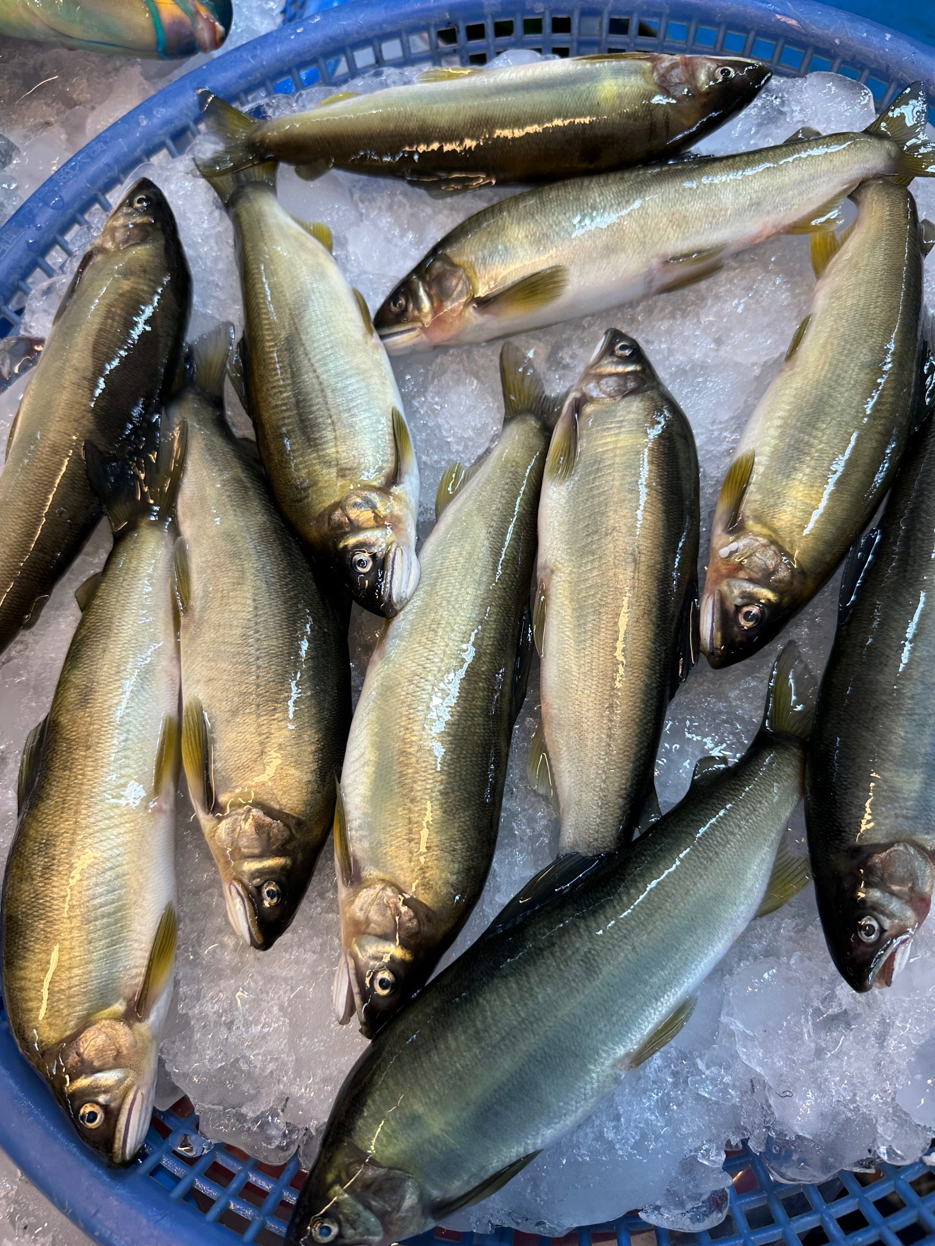 好好吃の香魚🐟