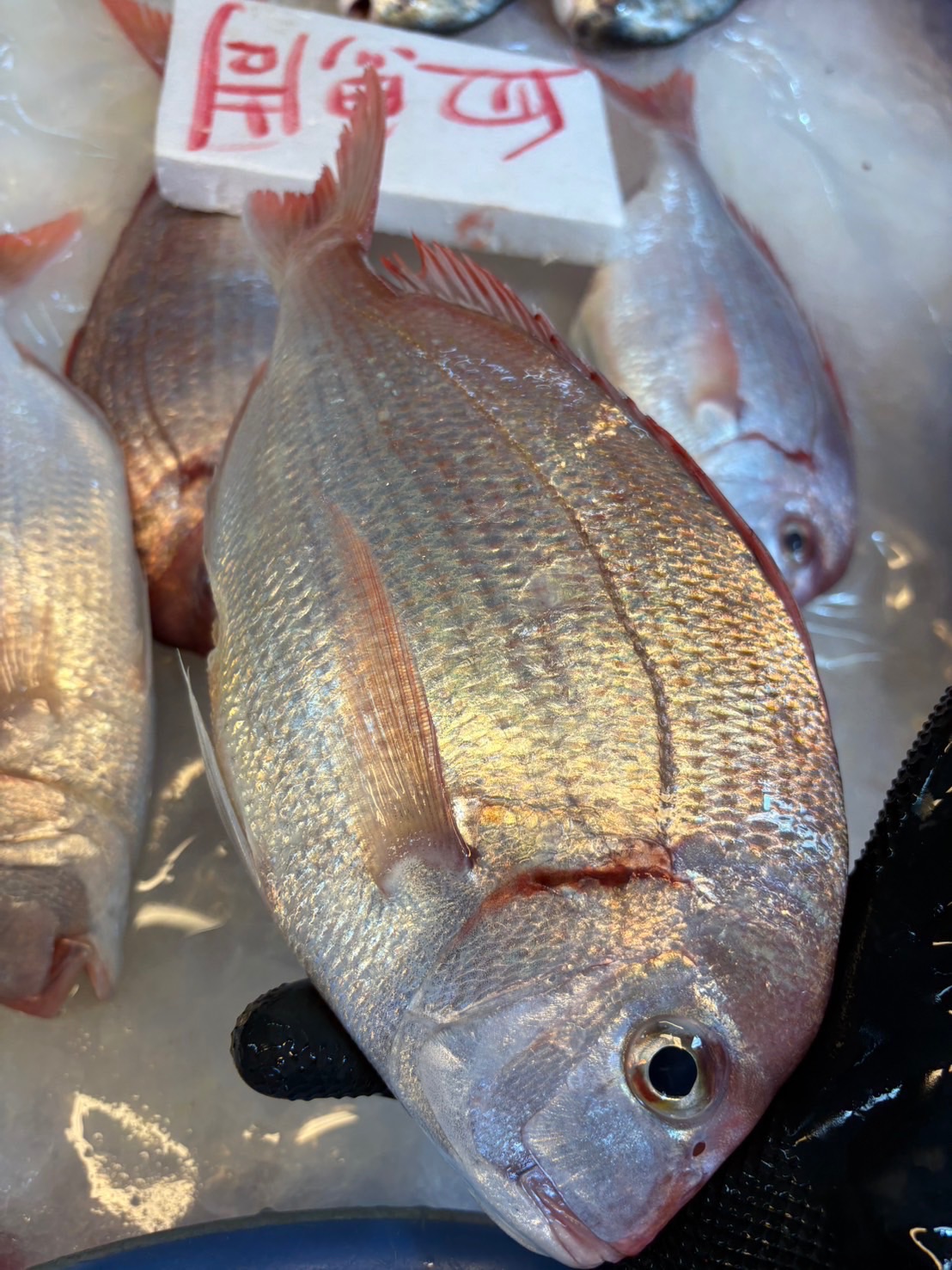 日本🇯🇵血雕魚（乾煎好吃