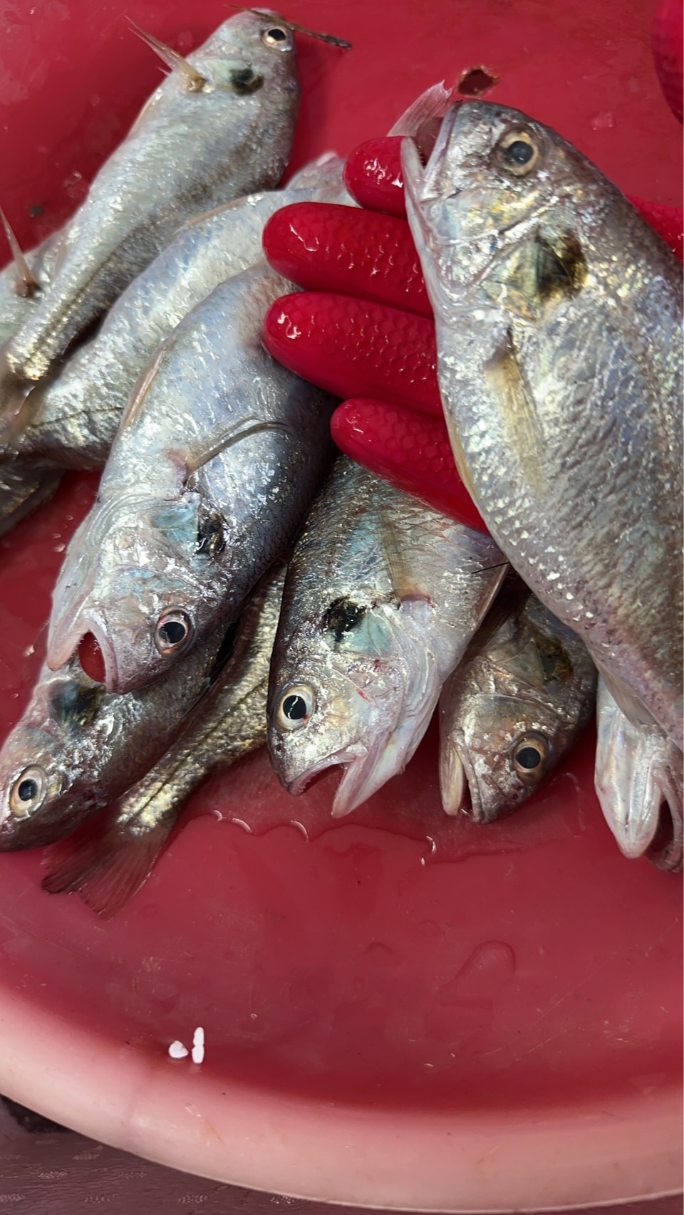 本港野生各式各樣小海魚