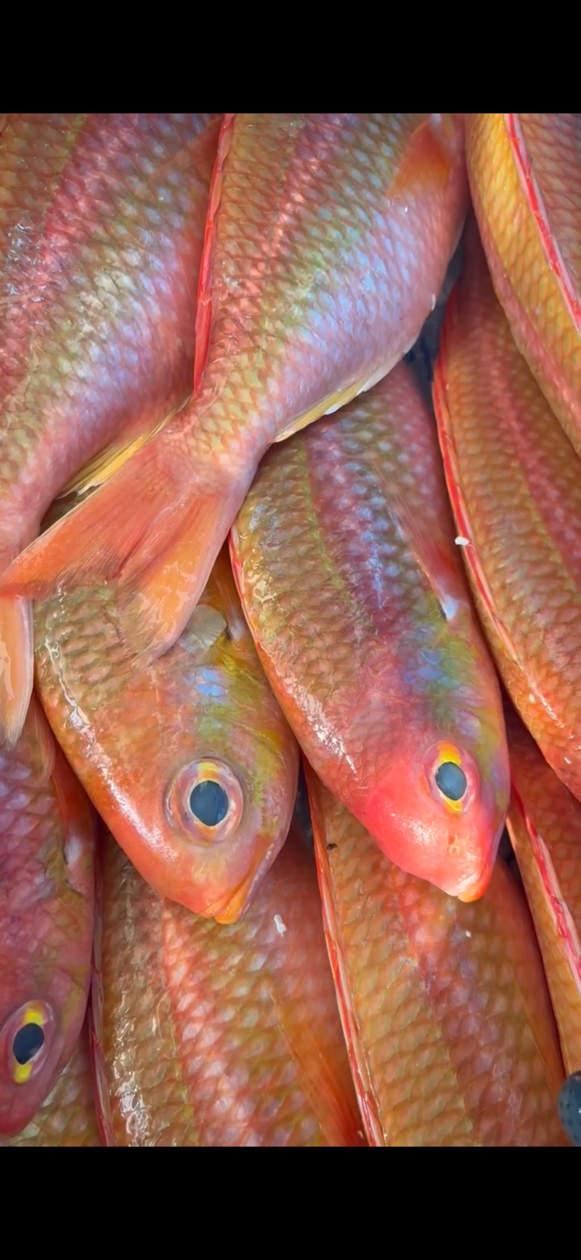 野生～赤海唧魚