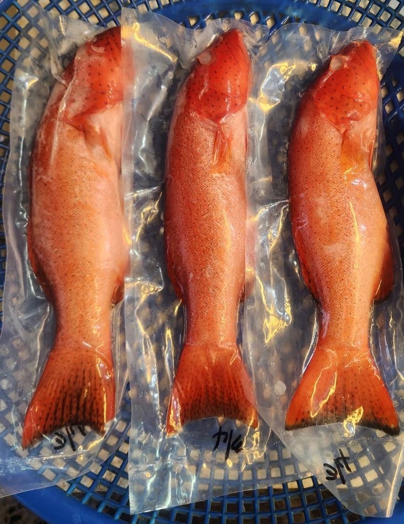 野生 紅條👍