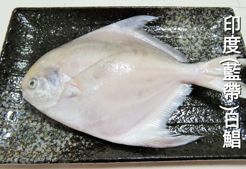 鮮凍白鯧魚
