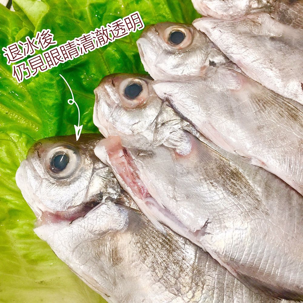 【老張鮮物】澎湖野生肉魚