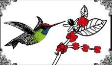 中南美洲系列精品咖啡