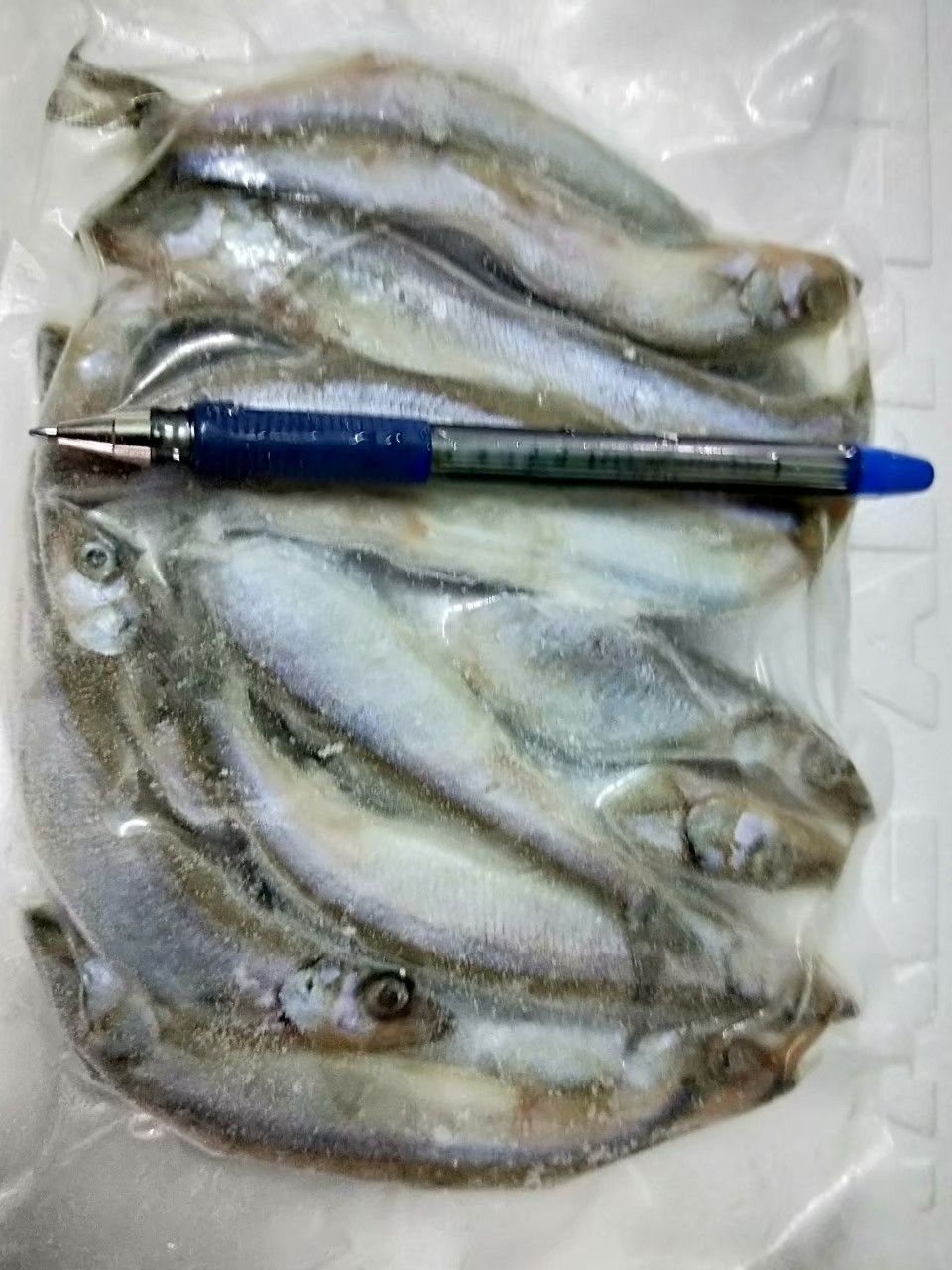 生凍柳葉魚