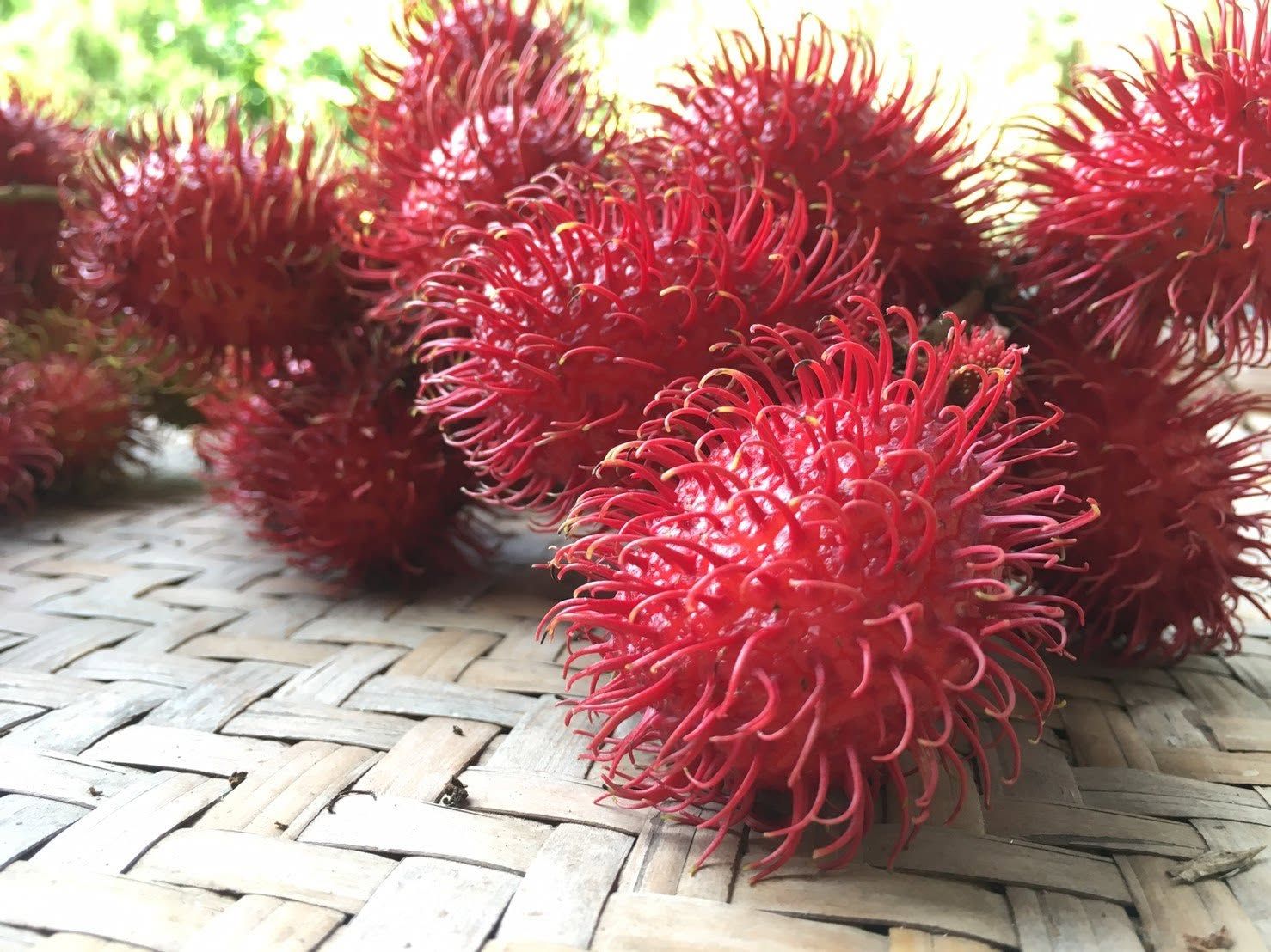 紅毛丹