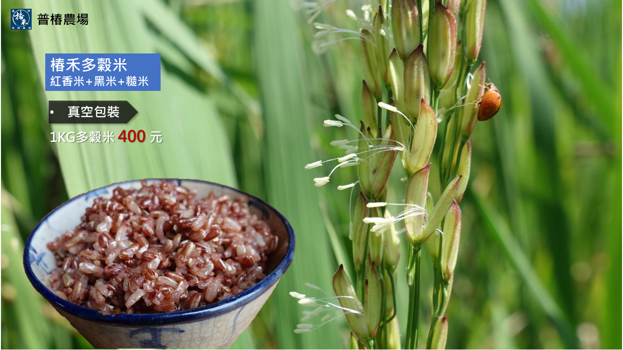 椿禾米-鑽石多穀米（紅香米+黑米+糙米）