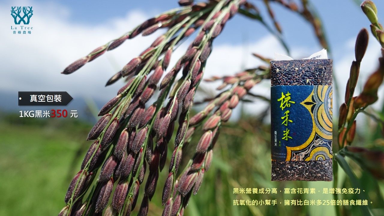 日曬｜椿禾高纖黑米