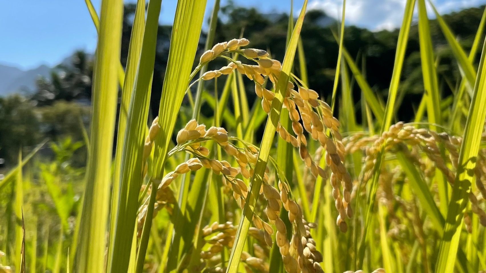 椿禾胚芽米真空包