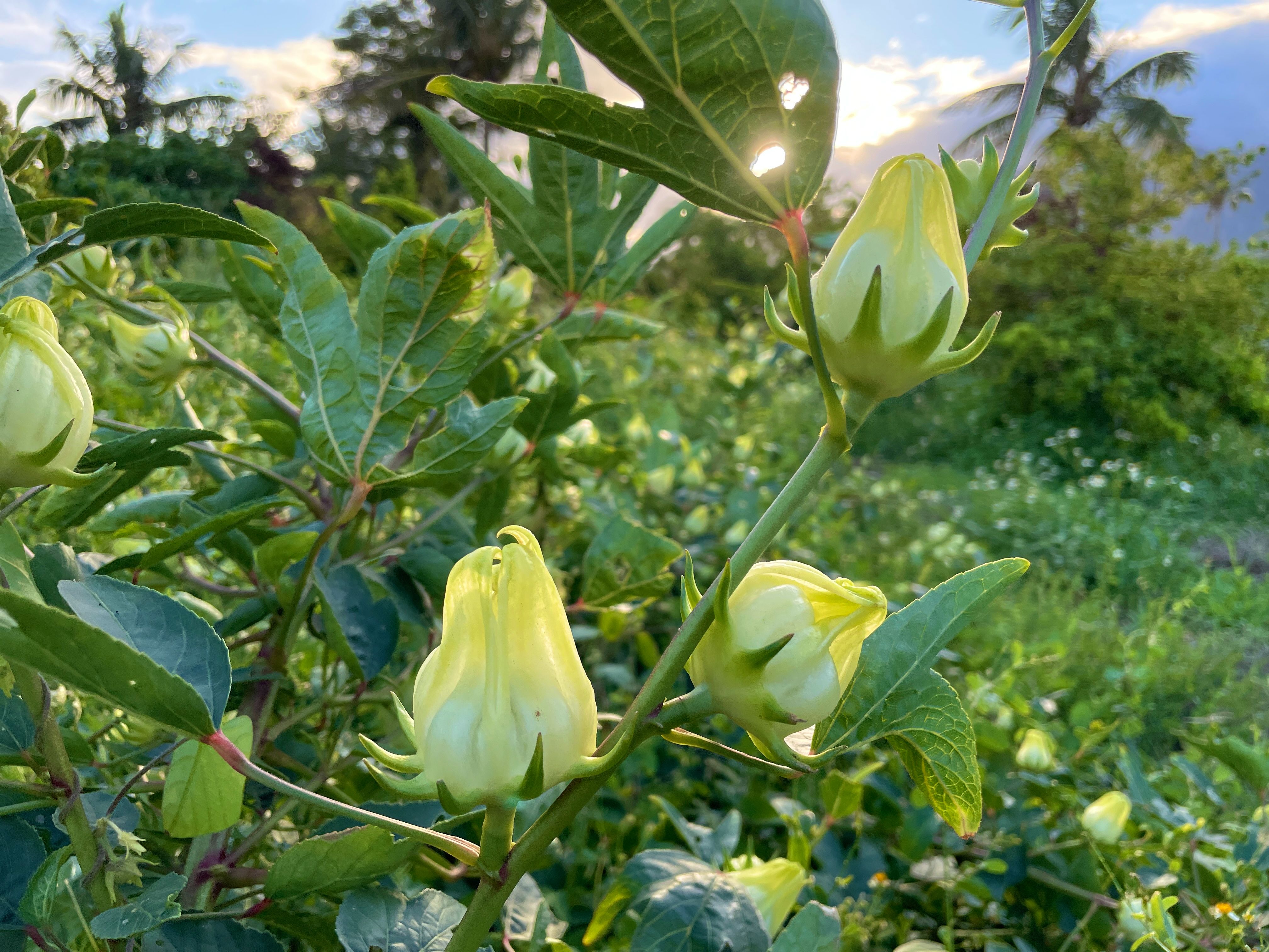 白洛神種子（2025年11月採收）