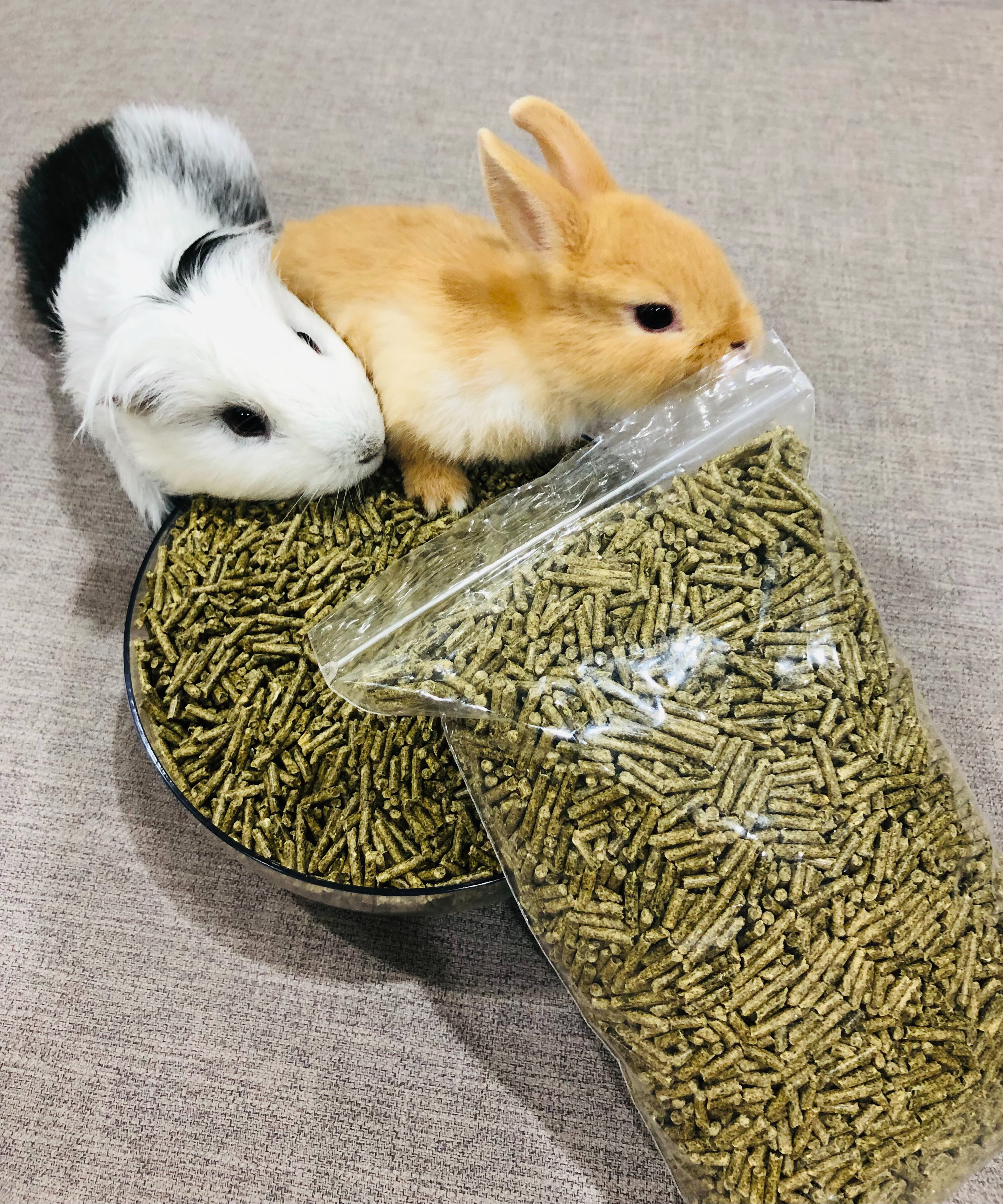 嚴選天竺鼠兔子飼料