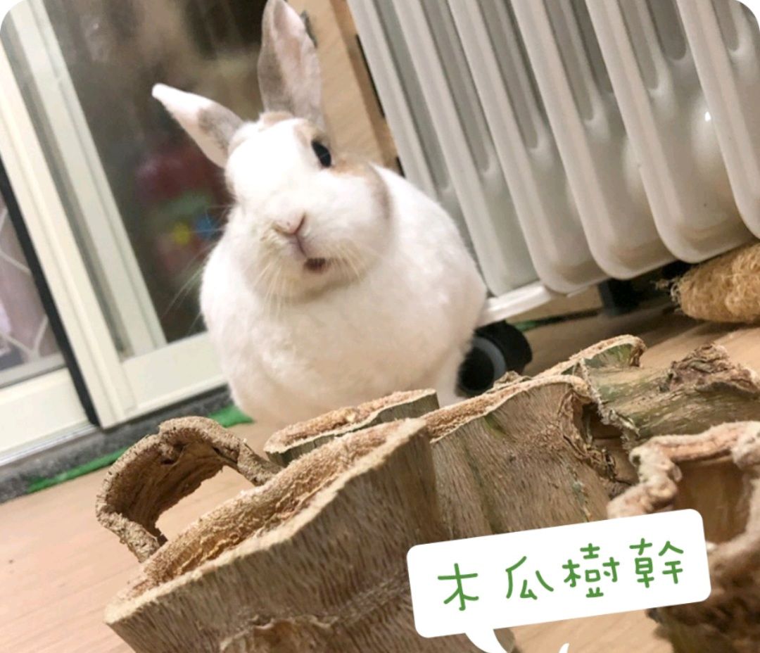 木瓜樹幹厚切款（適合鼠.兔科.龍貓）
