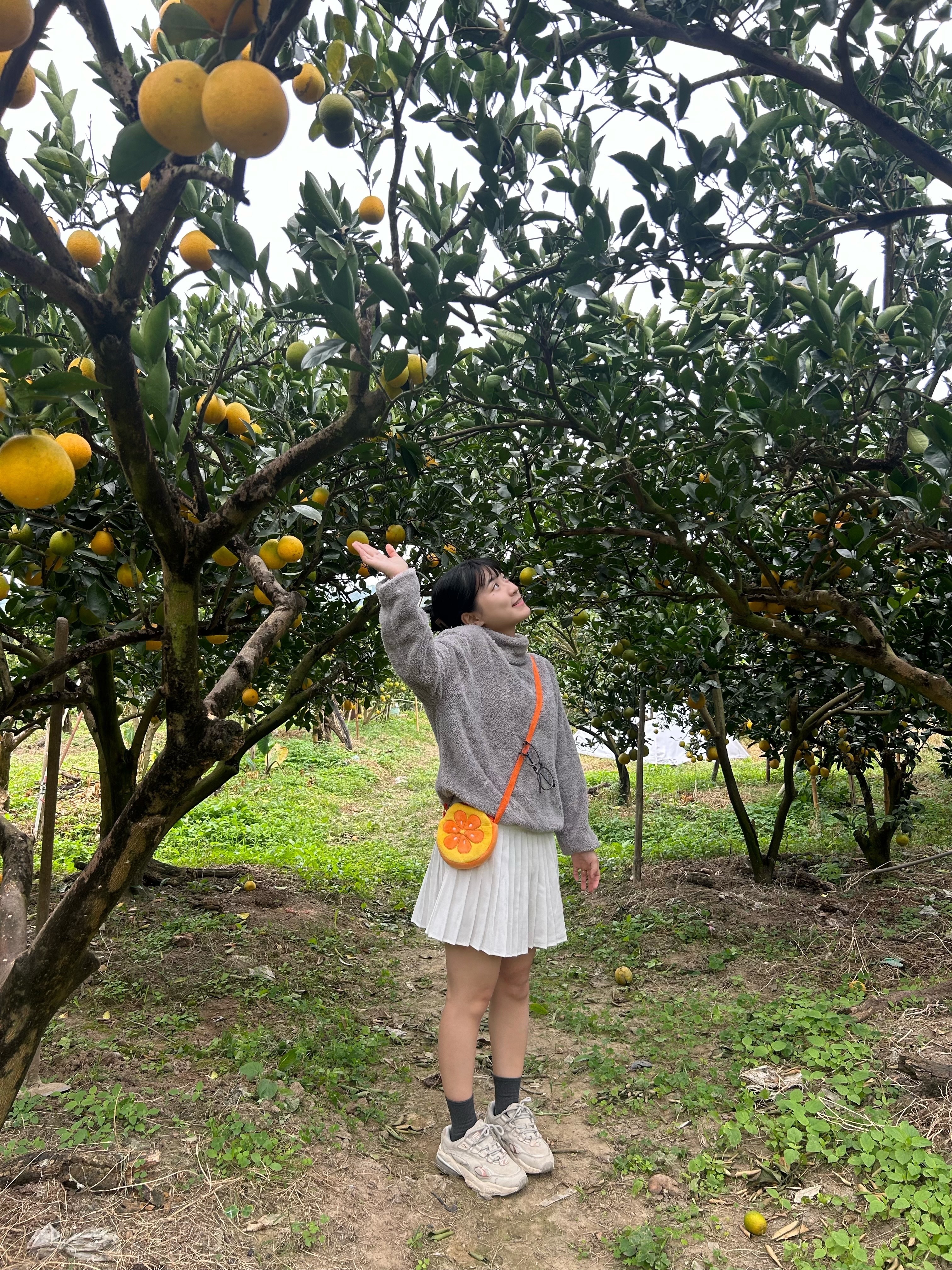 🍊柳丁切片包🍊