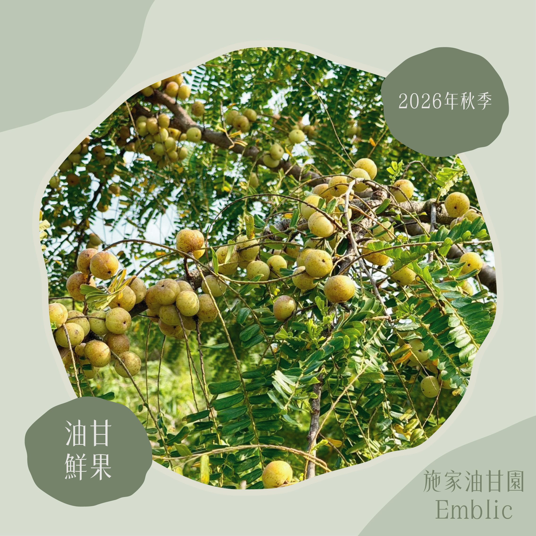 【施家油甘園】115年夏末 油甘鮮果（7台斤）