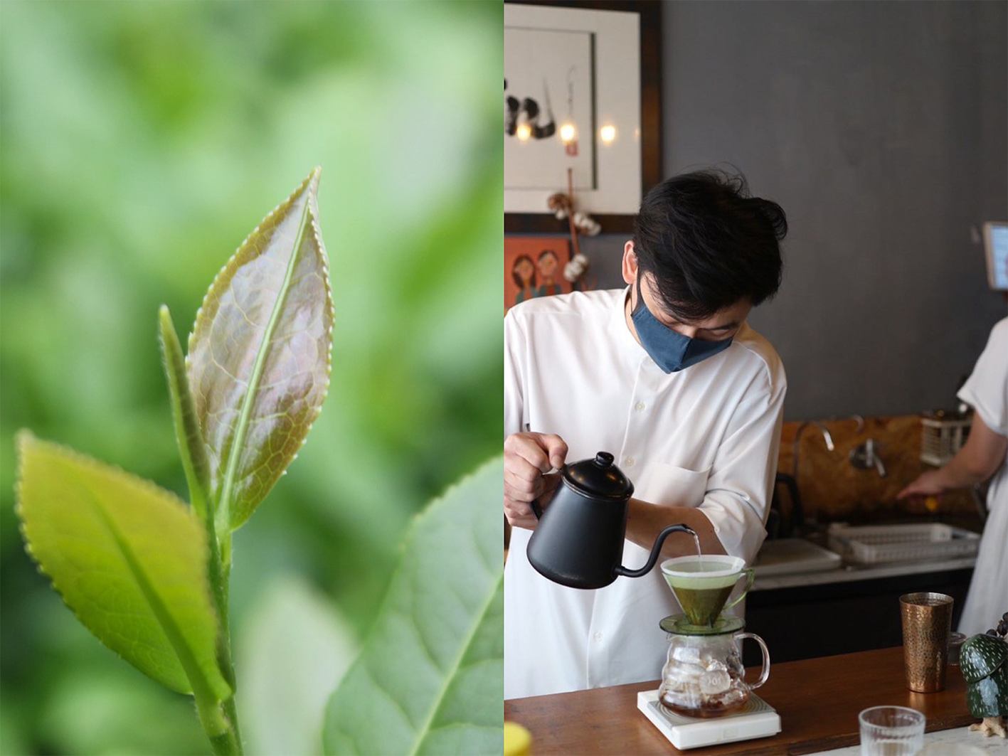 水洗處理法　薩薩巴處理廠（淺焙單品豆）notes:清爽帶烏龍茶香