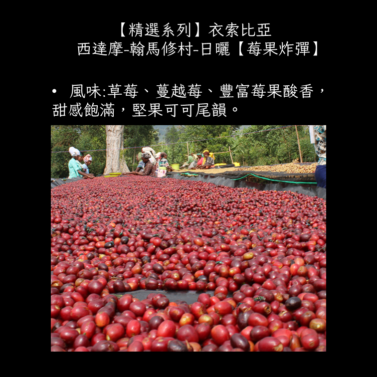 【精選系列】西達摩-翰馬修村-日曬-【莓果炸彈】