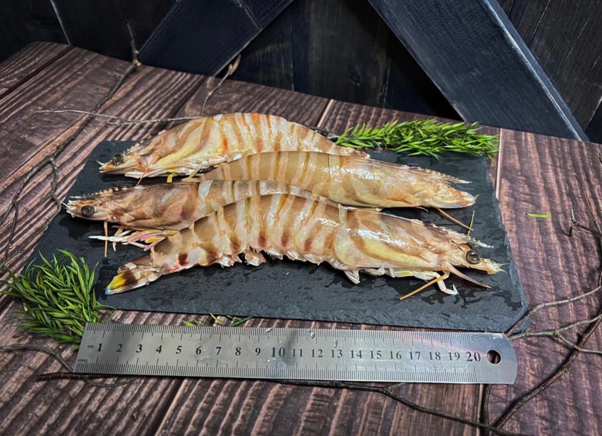 活凍大明蝦（10-12尾）